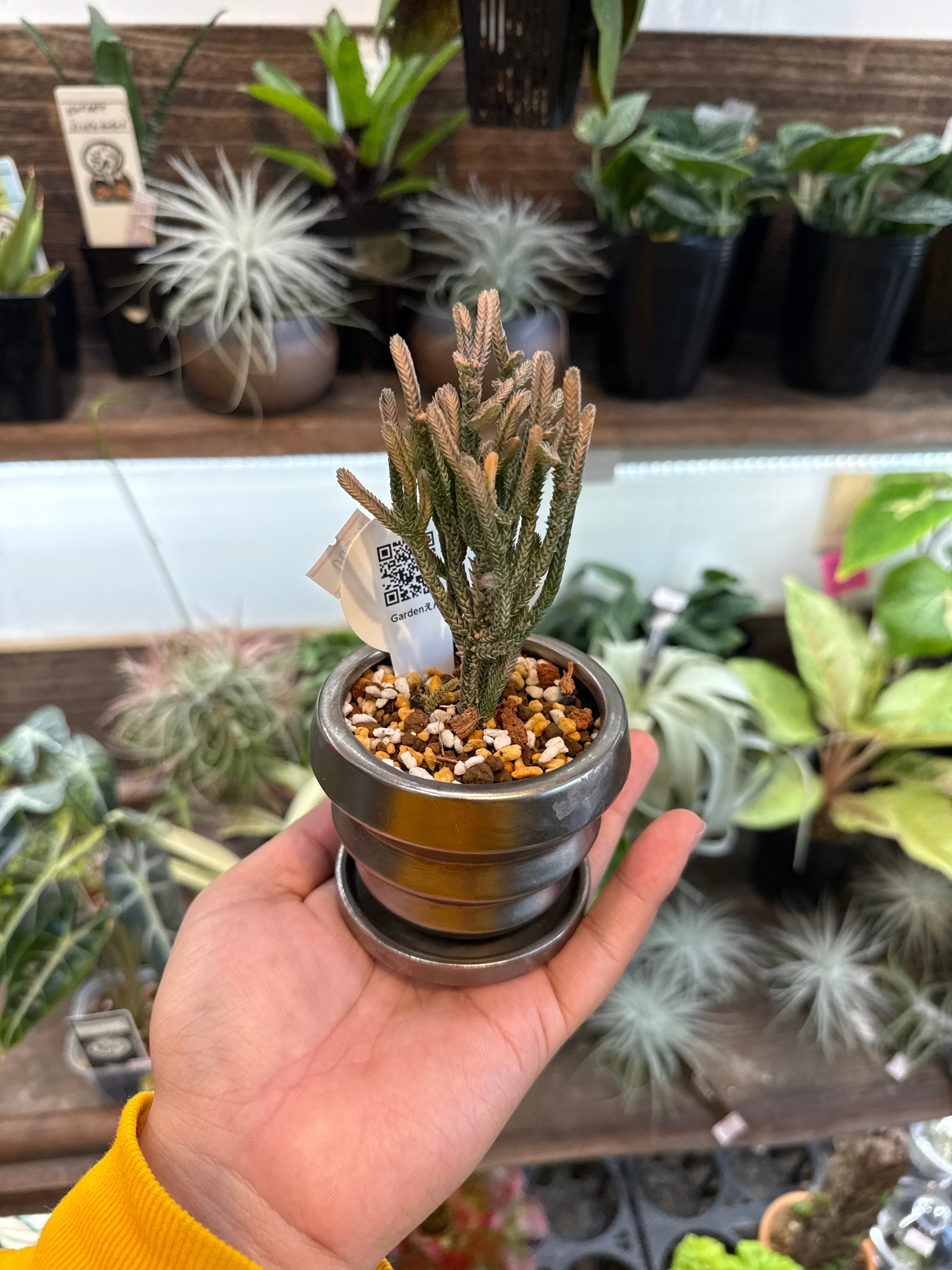 ミニ観葉鉢植えセット) クラッスラ 若緑斑入り | Gardenえん 【観葉