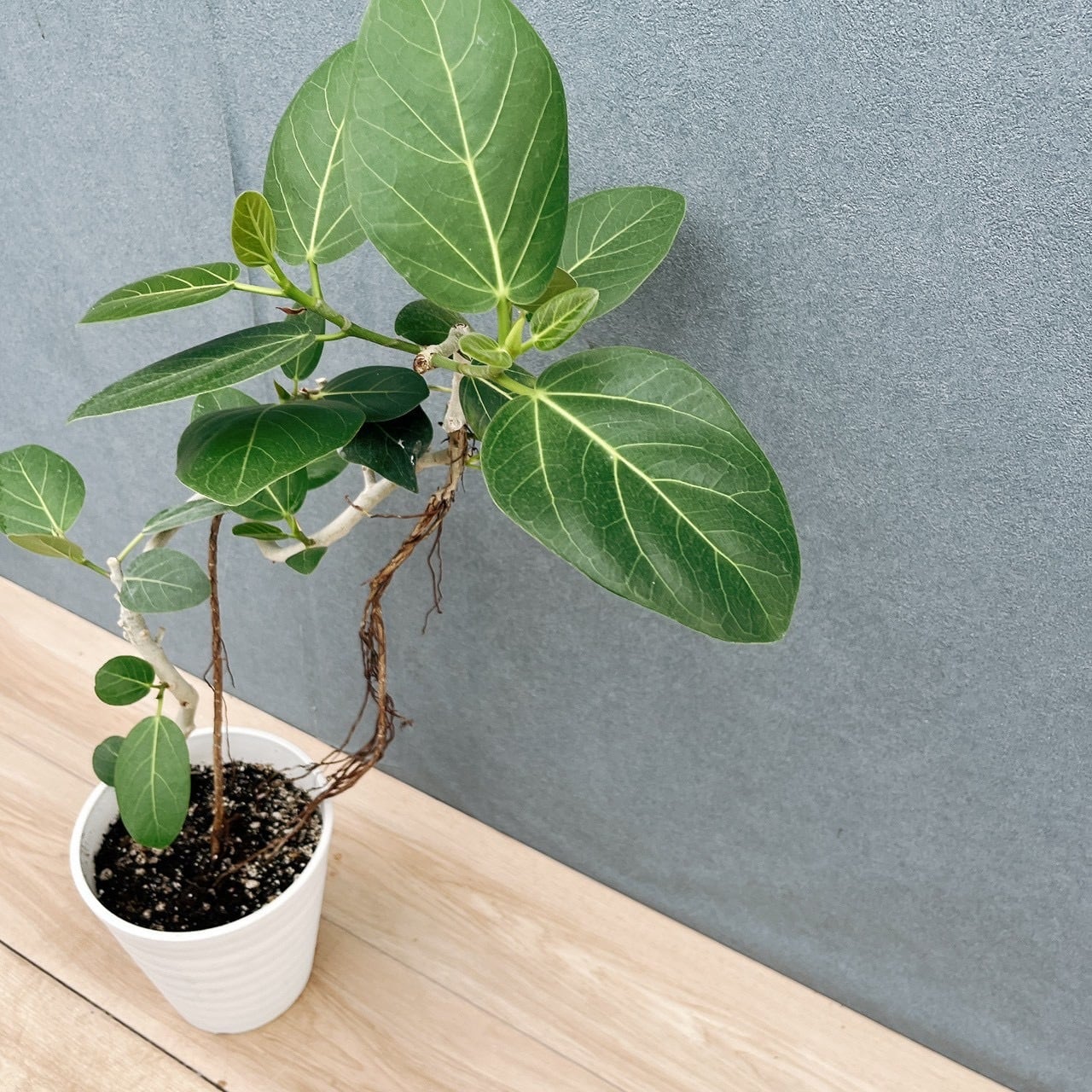 現品］10番 フィカス ベンガレンシス 曲がり 6号 観葉植物 室内 ゴムの