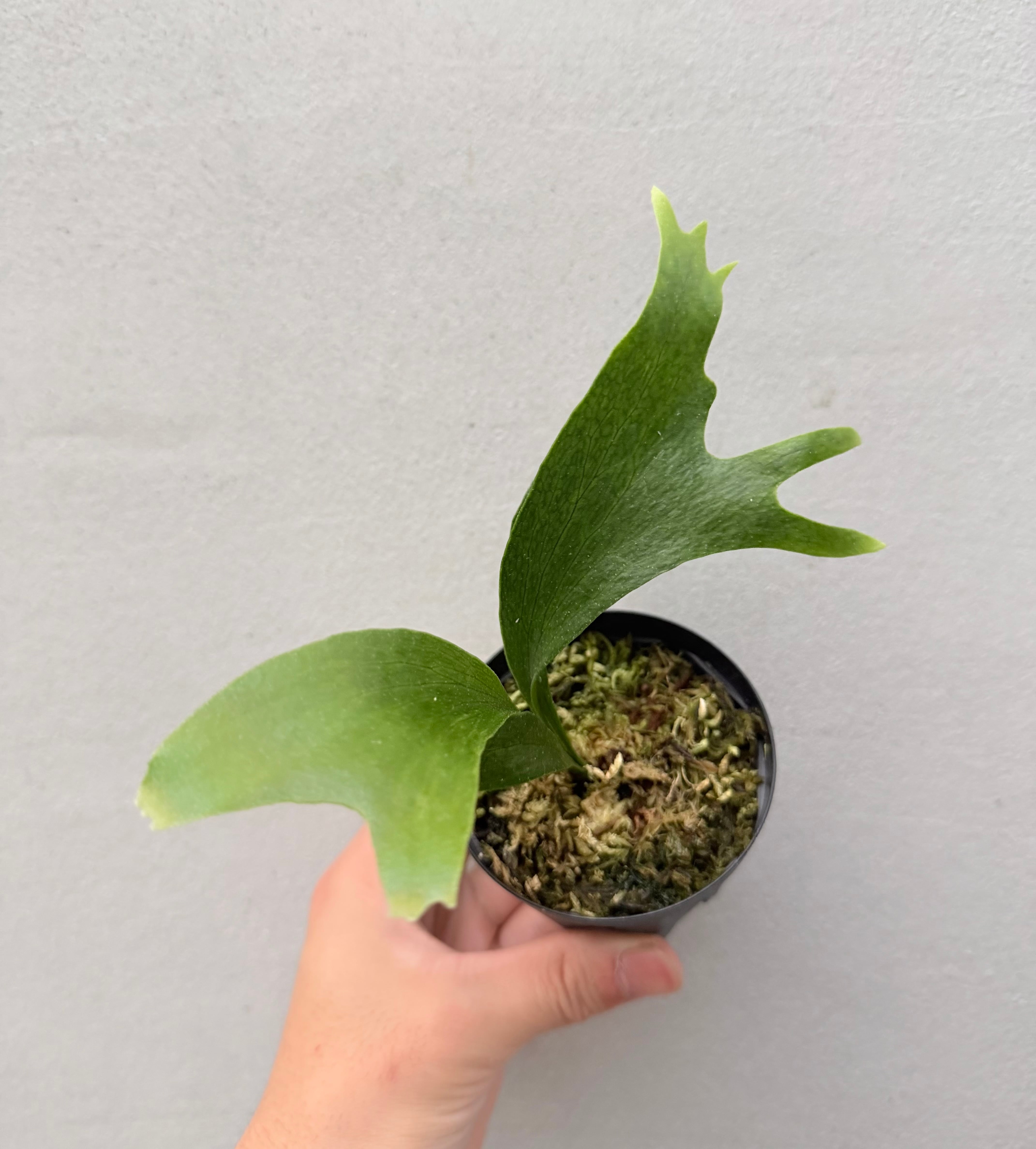 c) P. hillii 'Rod Pattison' (RP) spore grown ② ビカクシダ ヒリー