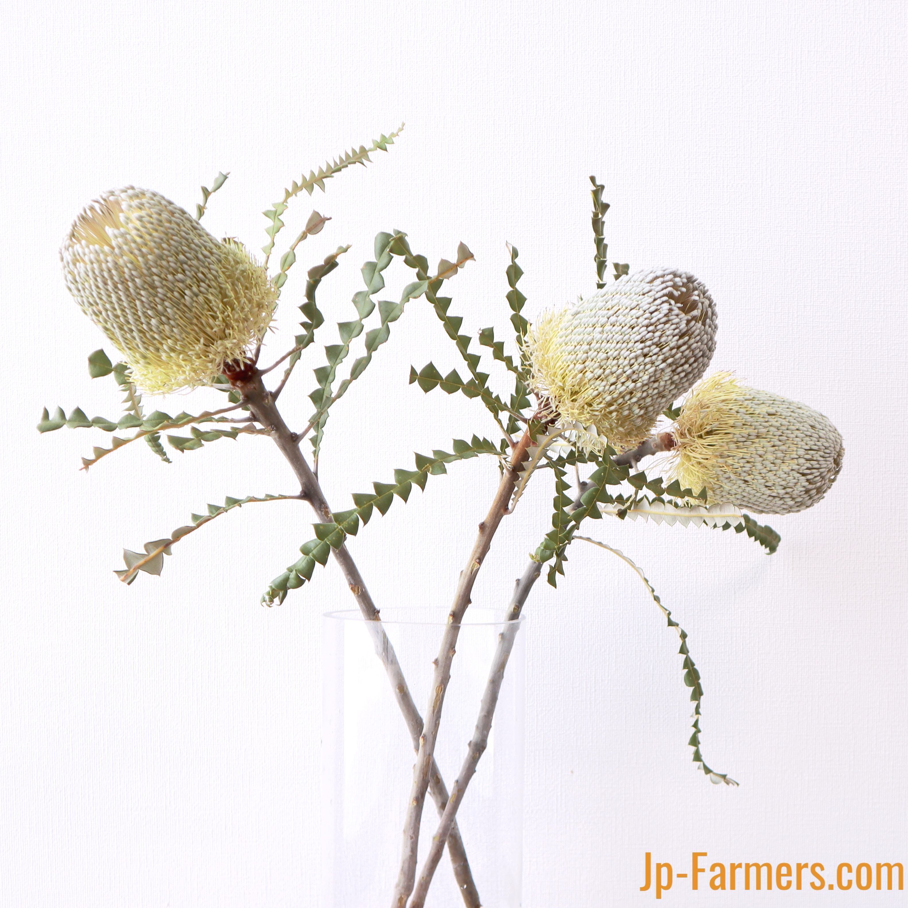 溢れる生命力 みなぎるパッション ネイティブフラワー バンクシア スペシオサ Jp Farmers Com 溢れる生命力 みなぎるパッション ネイティブフラワー バンクシア スペシオサ Jp Farmers Com