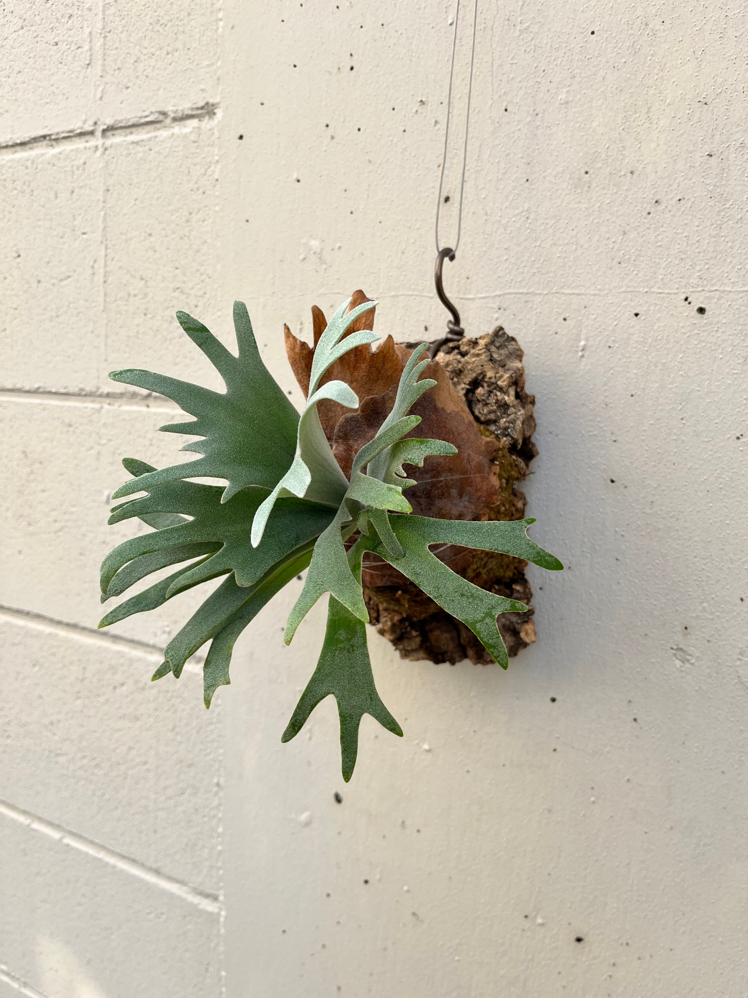 P.willinckii cv. Aydan ビカクシダ 子株 dwarf 宅配便配送 indo