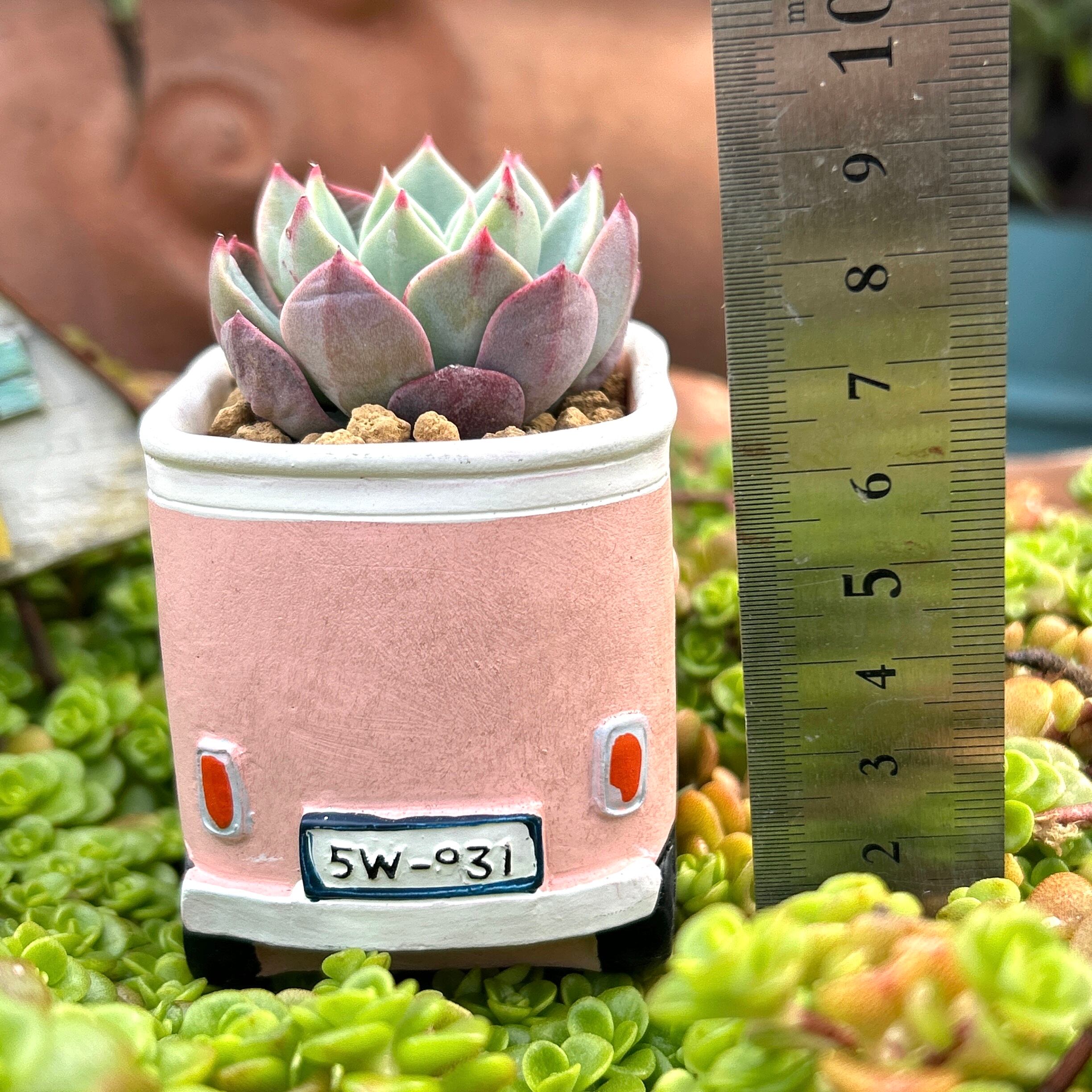 T)フォルクスワーゲン鉢(トリメンシス入り | RuPo 多肉植物専門店