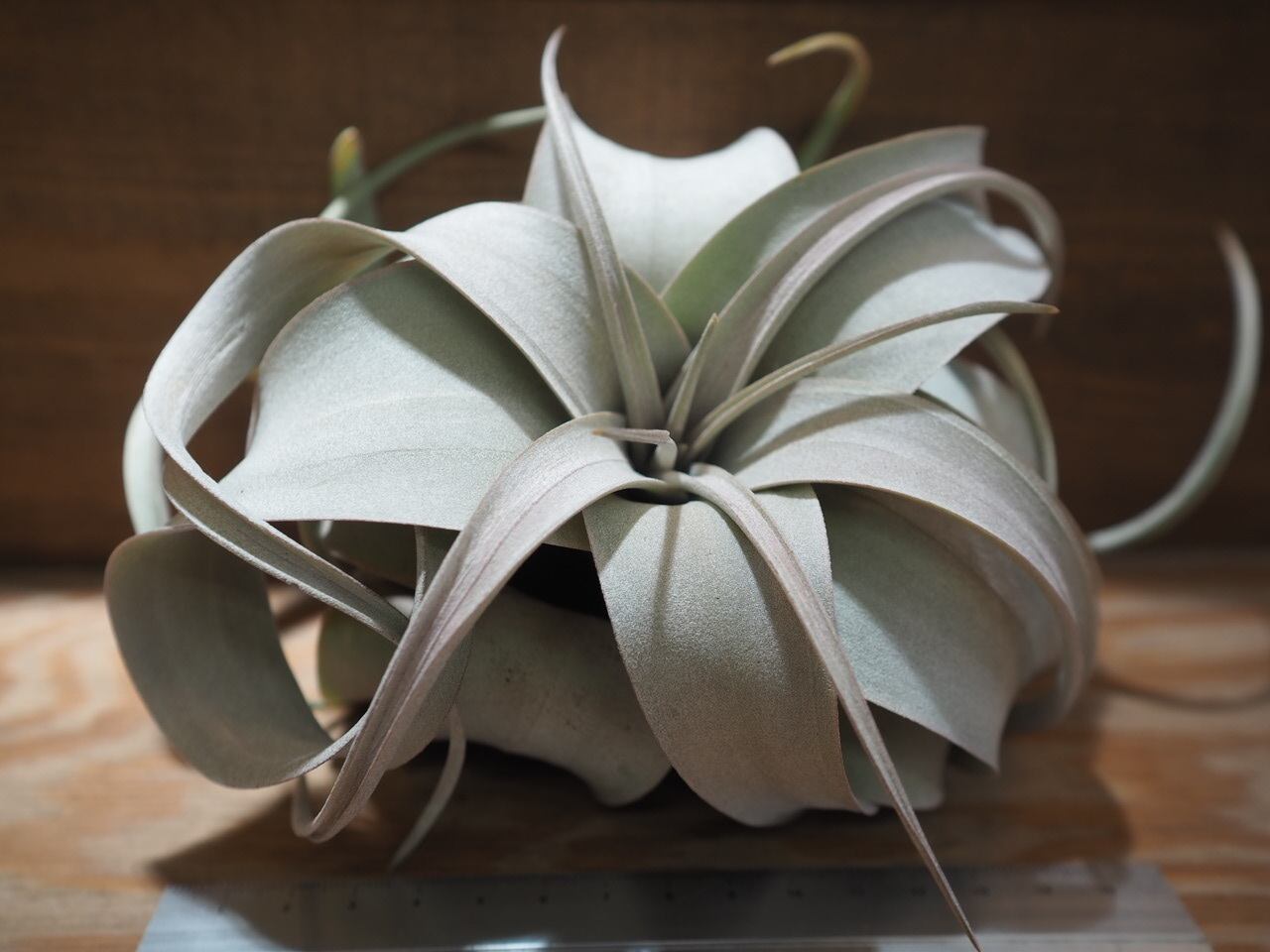 希少❗️エアプランツの王様❗️サイズ大❗️キセログラフィカ　ロングリーフ✨ 希少❗️エアプランツの王様❗️サイズ大❗️キセログラフィカ