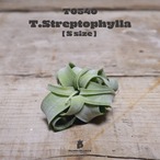 【送料無料】ストレプトフィラS〔エアプランツ〕現品発送T0540