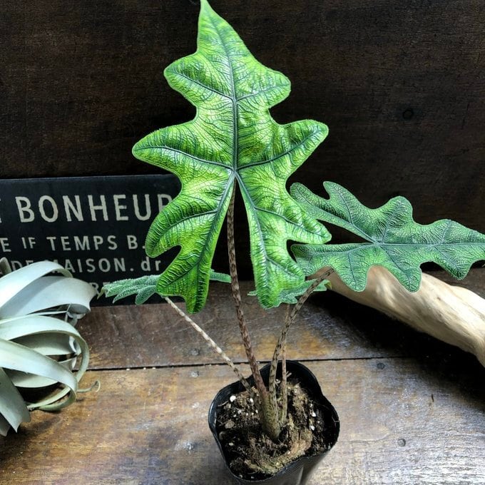 ヤシ ビスマルキア（ビスマルキア・ノビリス） | 植物の店ベリー