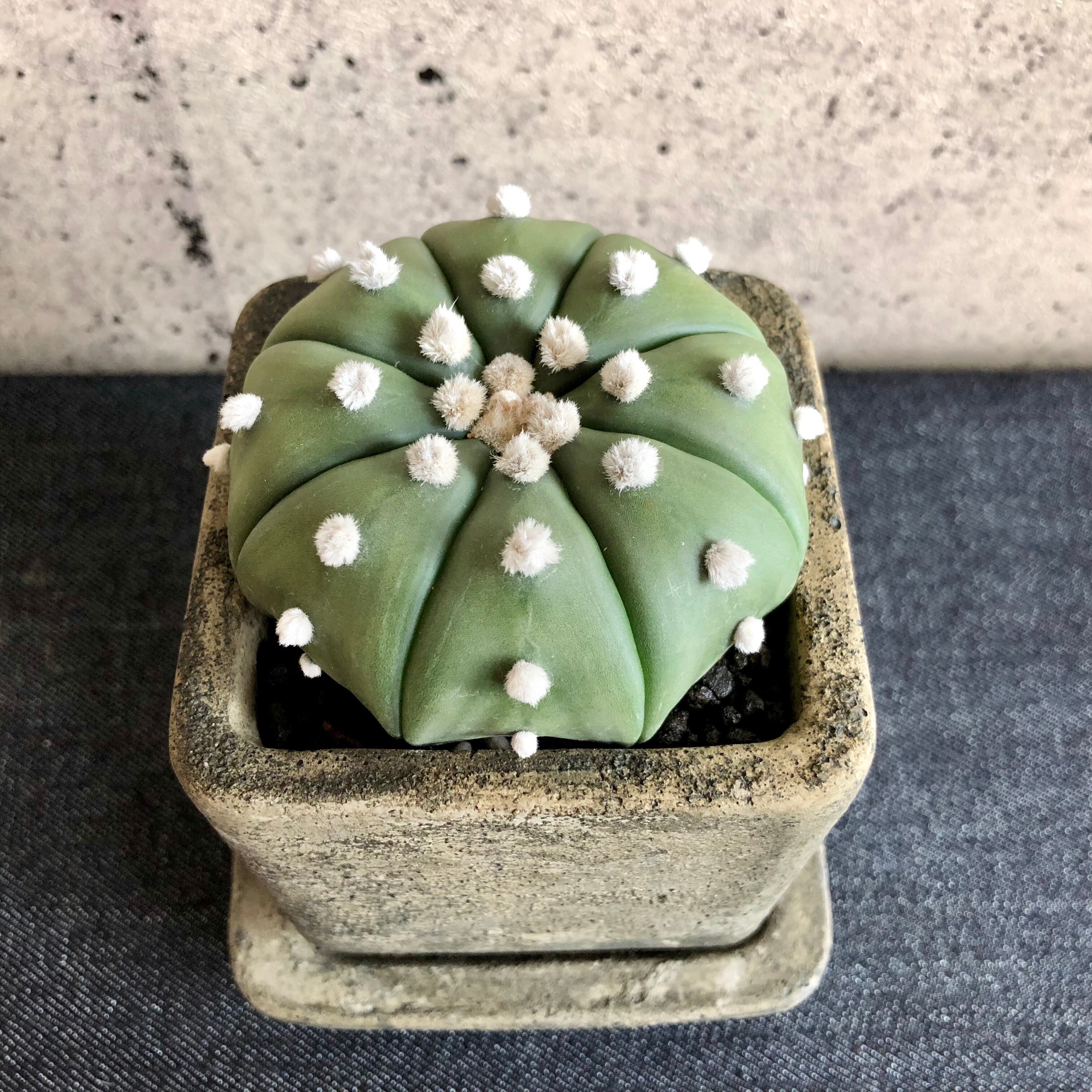 サボテン ルリ兜丸 シャビーポット Planet Plants プラネットプランツ