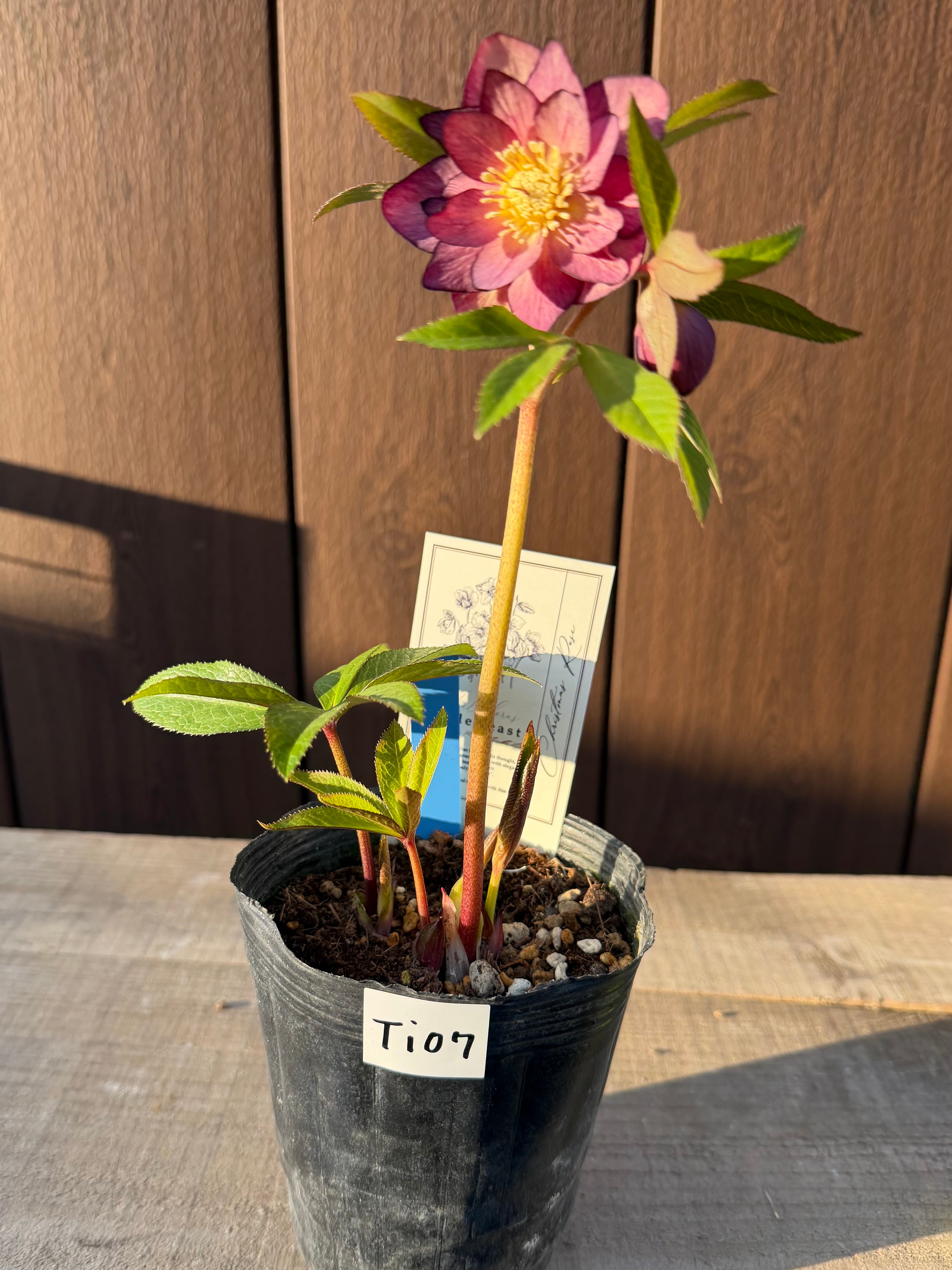 リトルビーストファントム ムルチフィダス系オーレア 高橋育苗