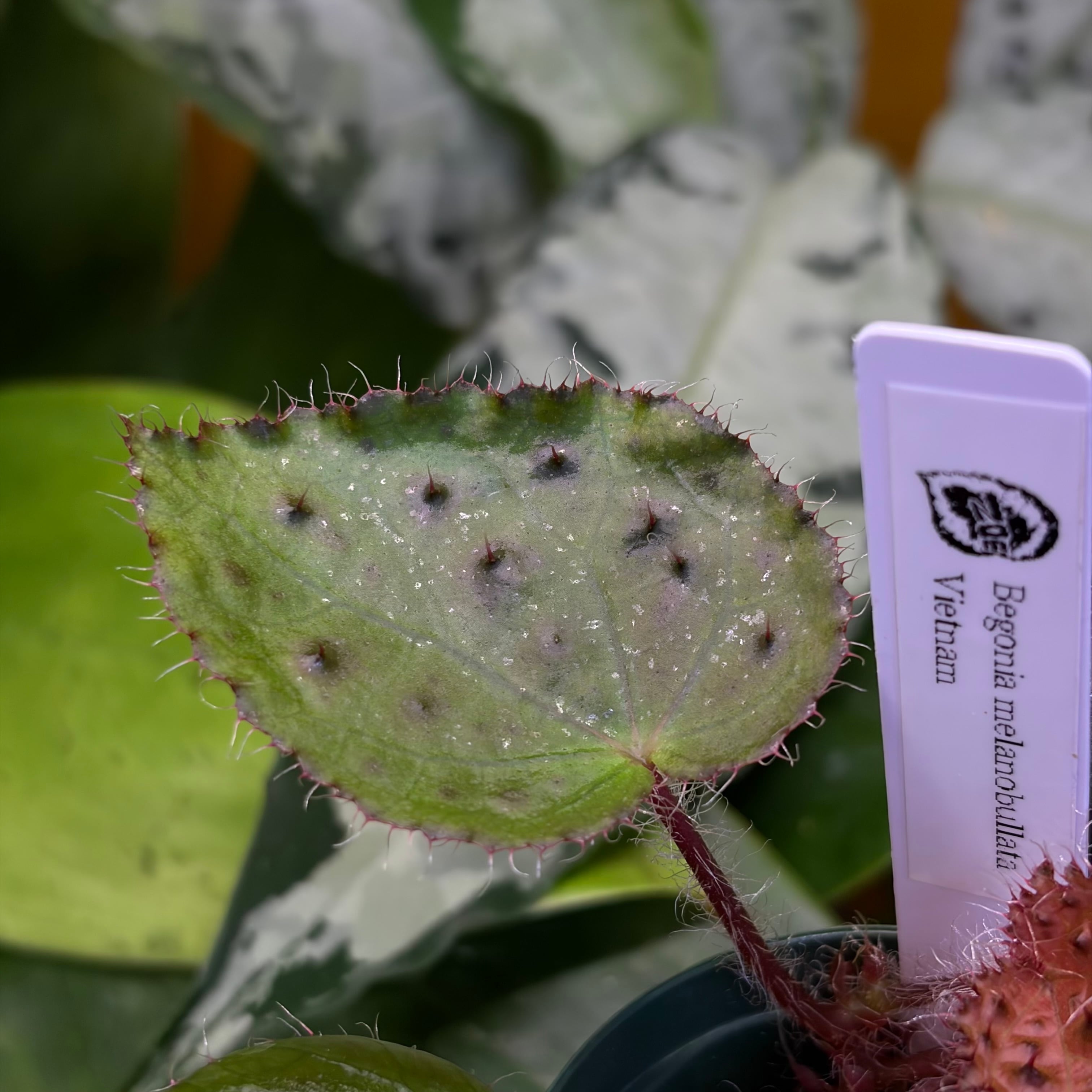 Begonia melanobullata Vietnam 原種ベゴニア メラノブラータ | 熱帯