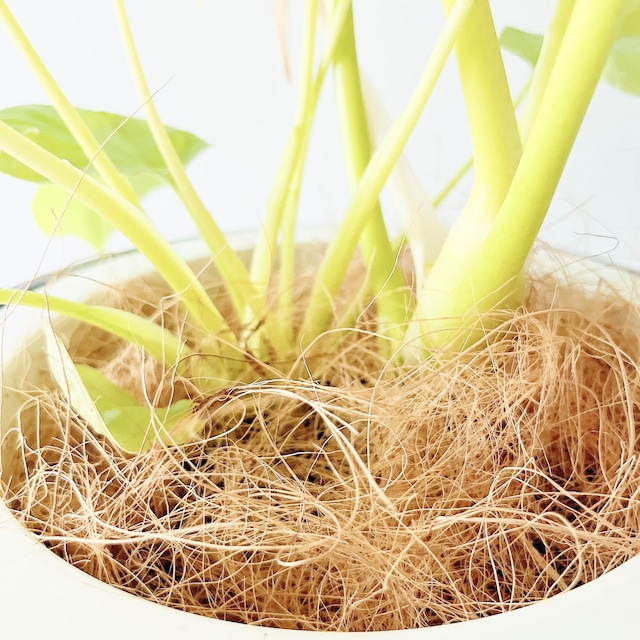 フィロデンドロン セロームゴールド 観葉植物 calm cafe