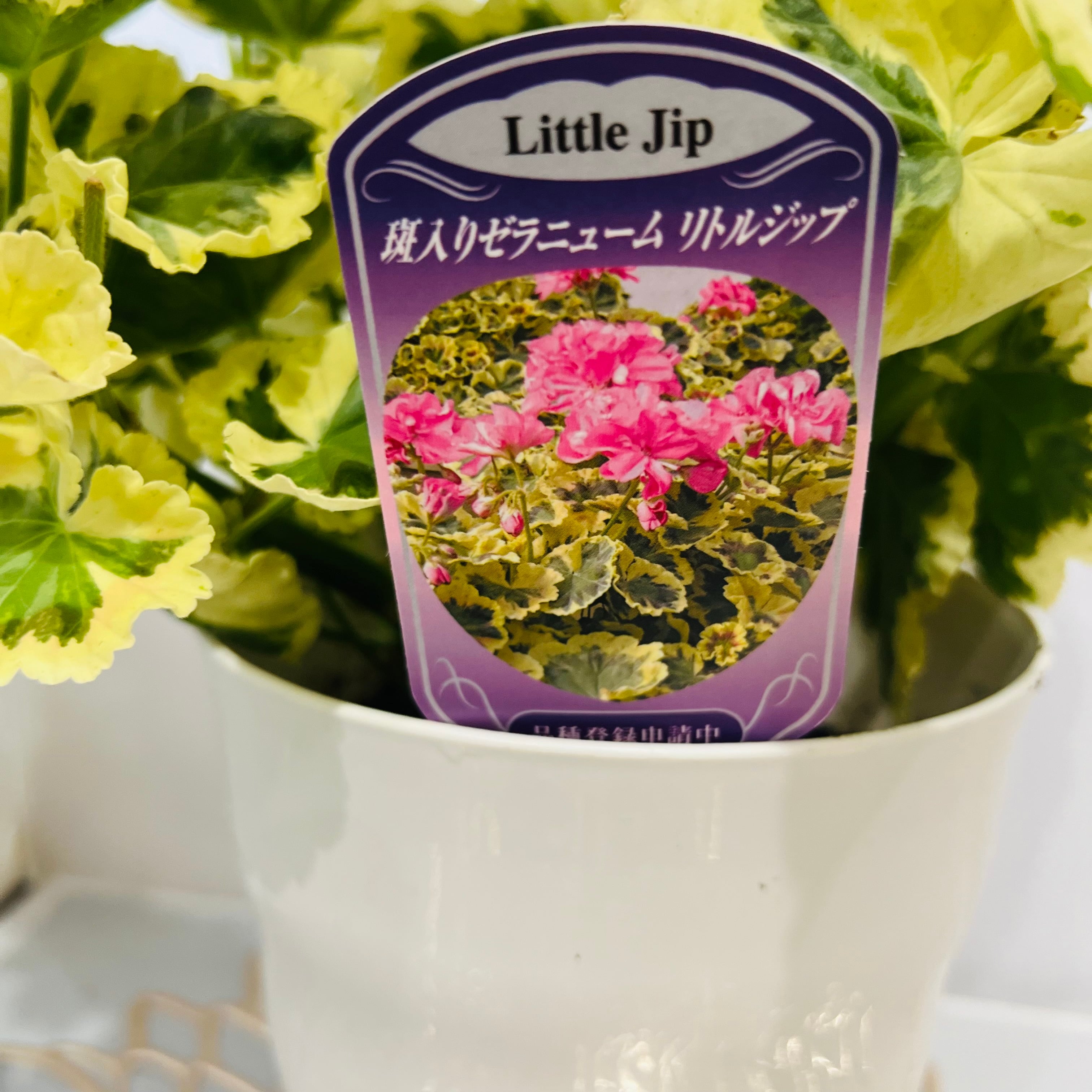 ゼラニウム リトルジップ（5号）斑入り ゼラニウム レア 人気 数量限定