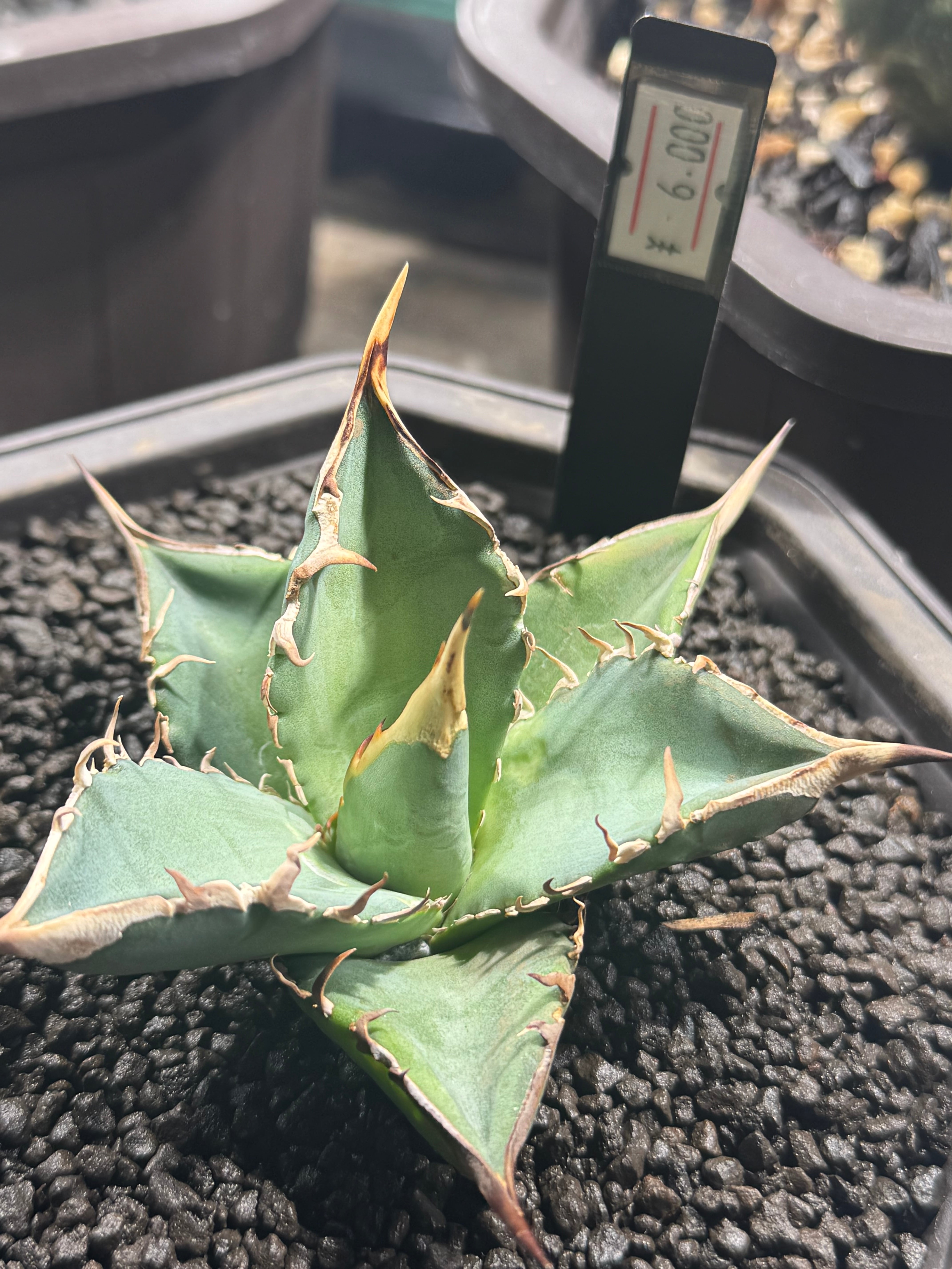 植物 SF-SEEDLING | 植物風族