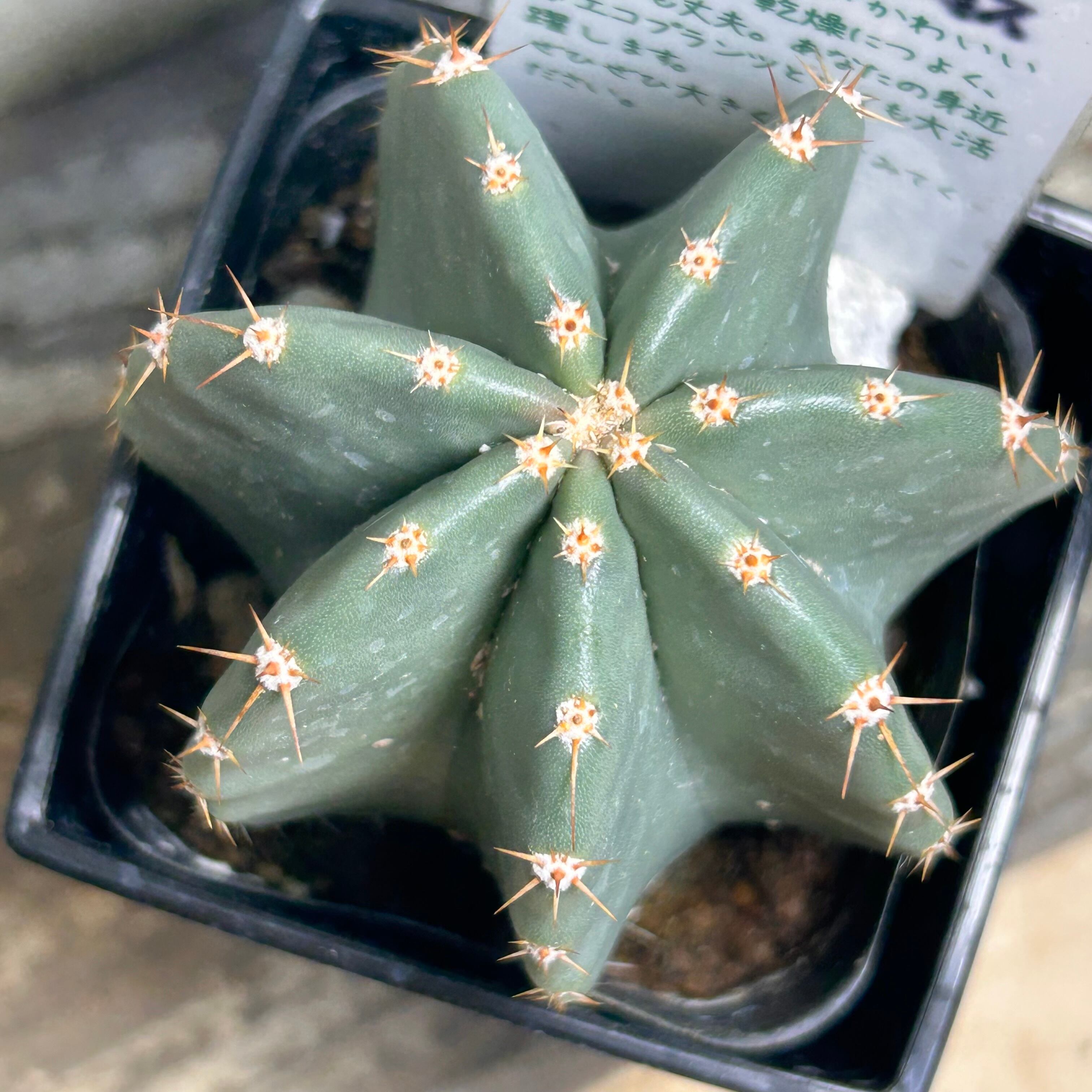 サボテン | RuPo 多肉植物専門店