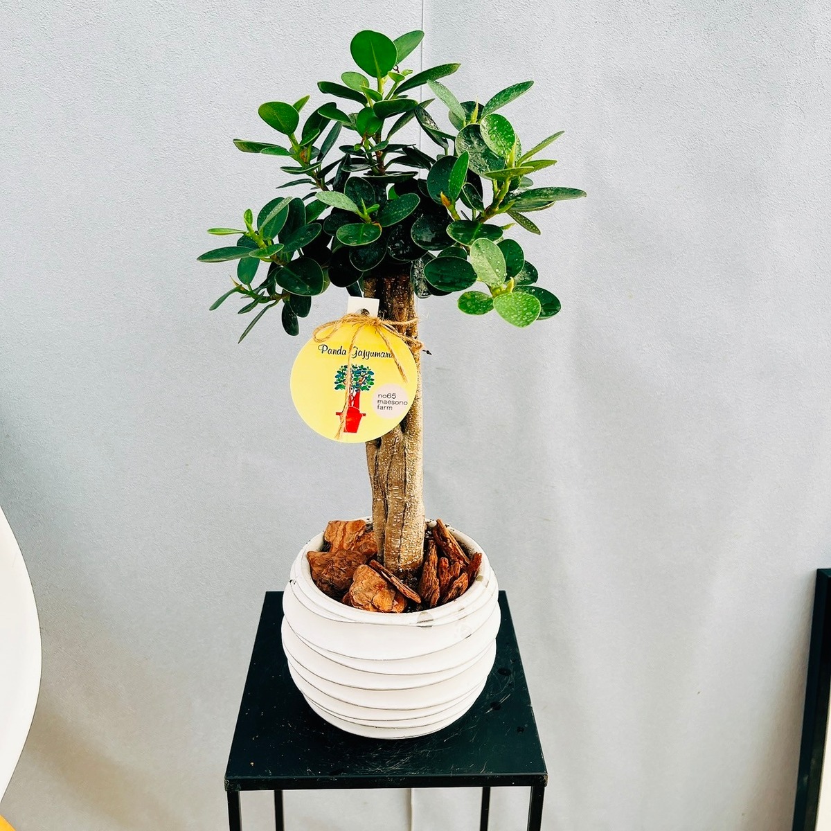 現品］【希少】4番 パンダガジュマル 観葉植物 レア 室内 接木 陶器鉢 