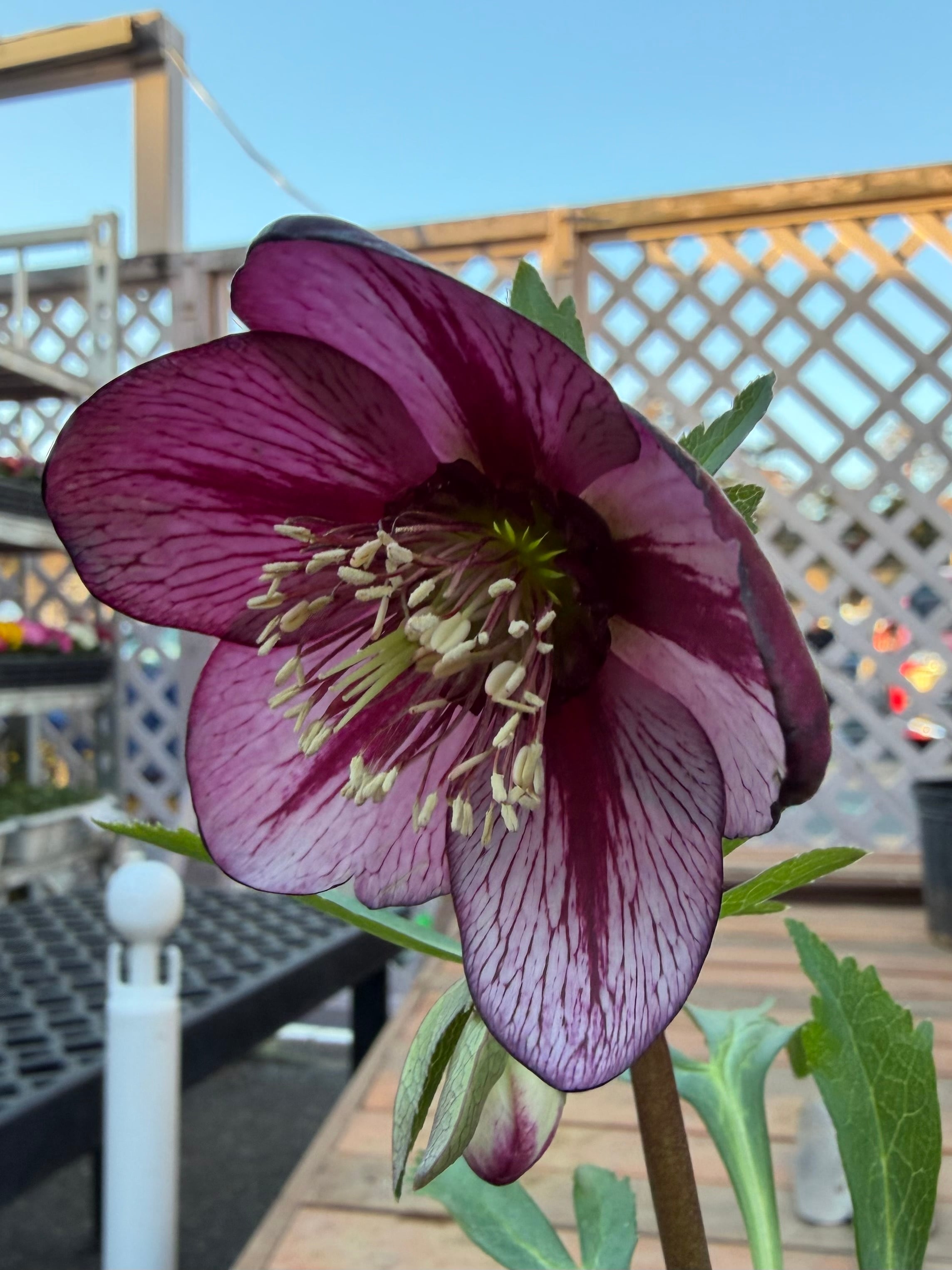 花 | あしかがフラワーパーク