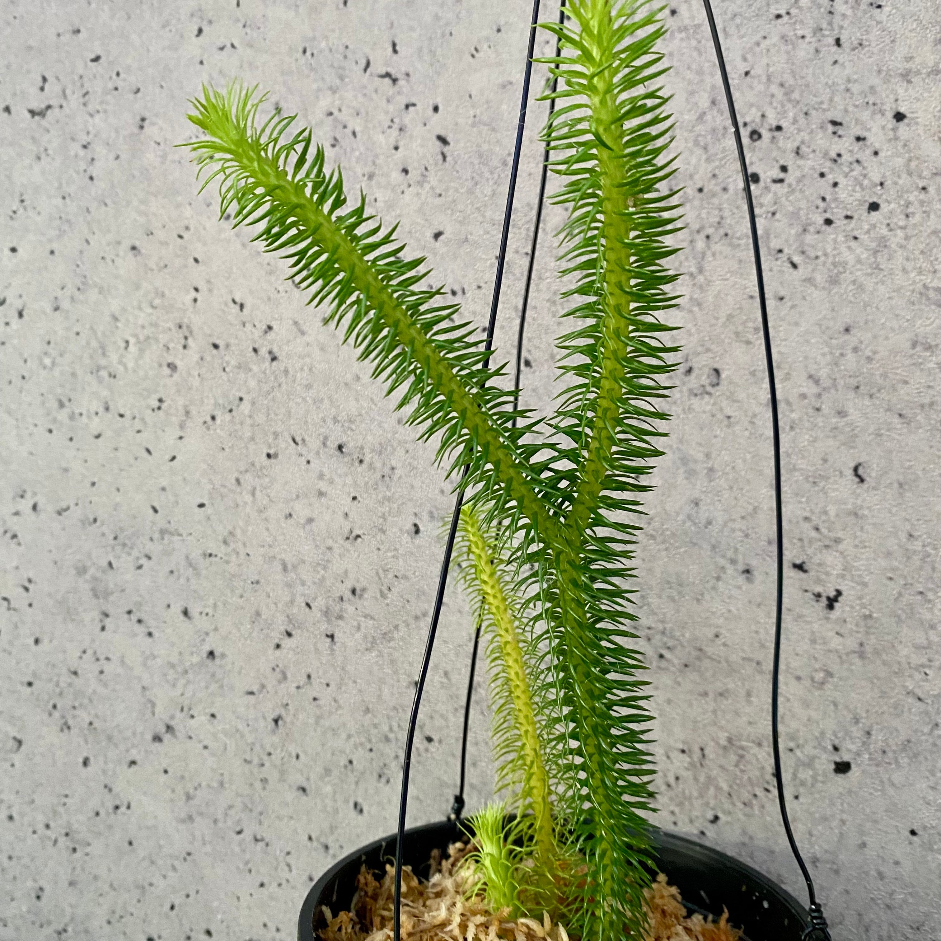 軸太めです！フペルジア『squarrosus』1番 | Planet Plants プラネット