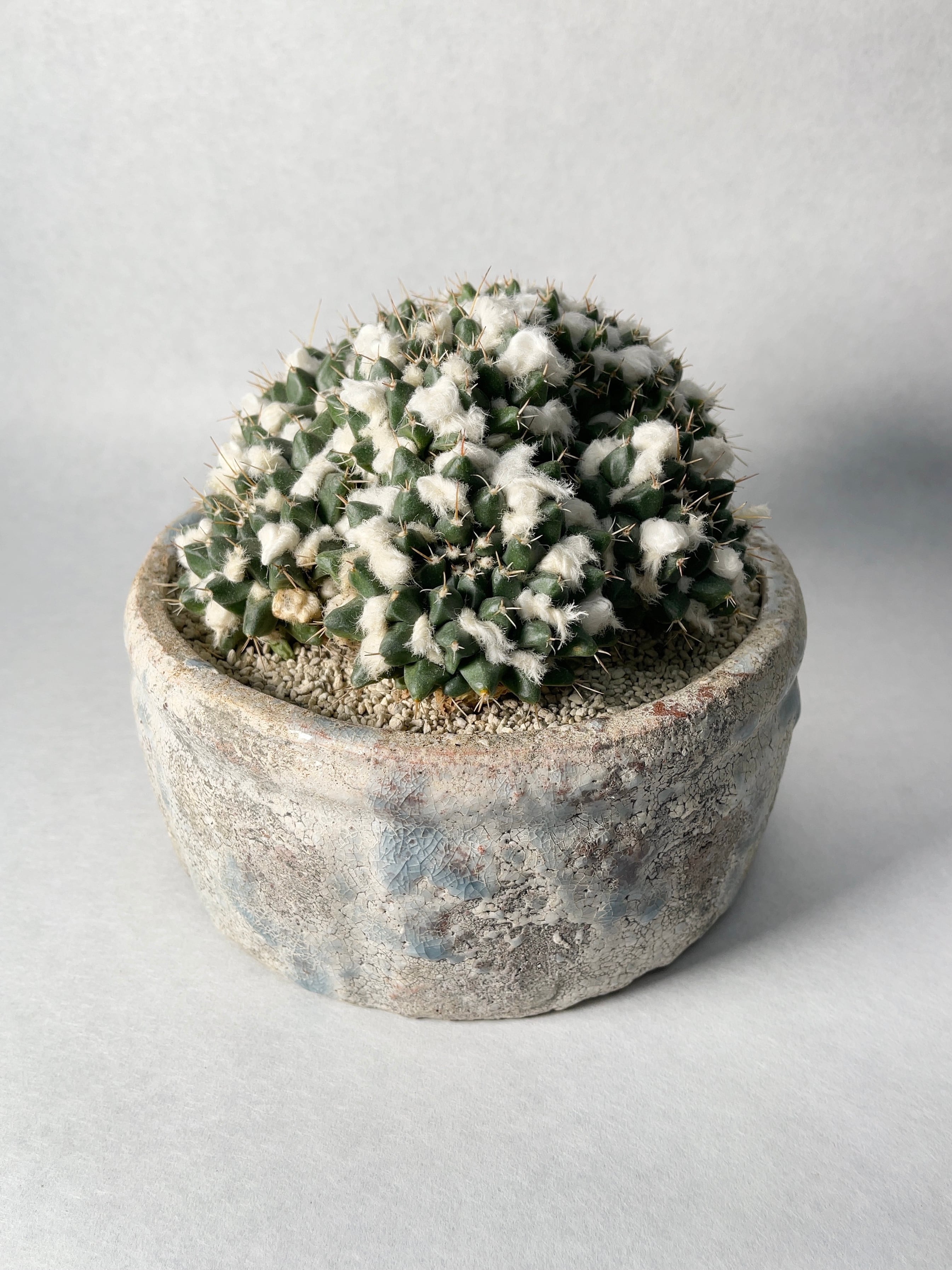 大型 群生サボテン（マミラリア属？・白毛タイプ）鉢付き サボテン 多肉植物 雪晃 群生株 ブリキ鉢植え マミラリア 多肉植物