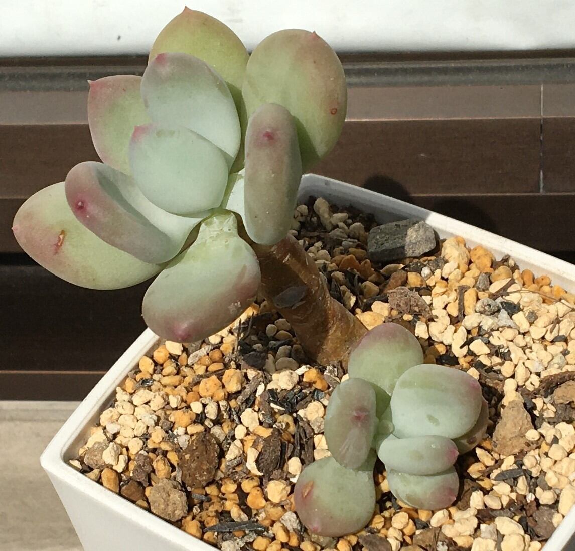 新版 新入荷 デレンベルギ 多肉植物 韓国苗 植物/観葉植物 - education