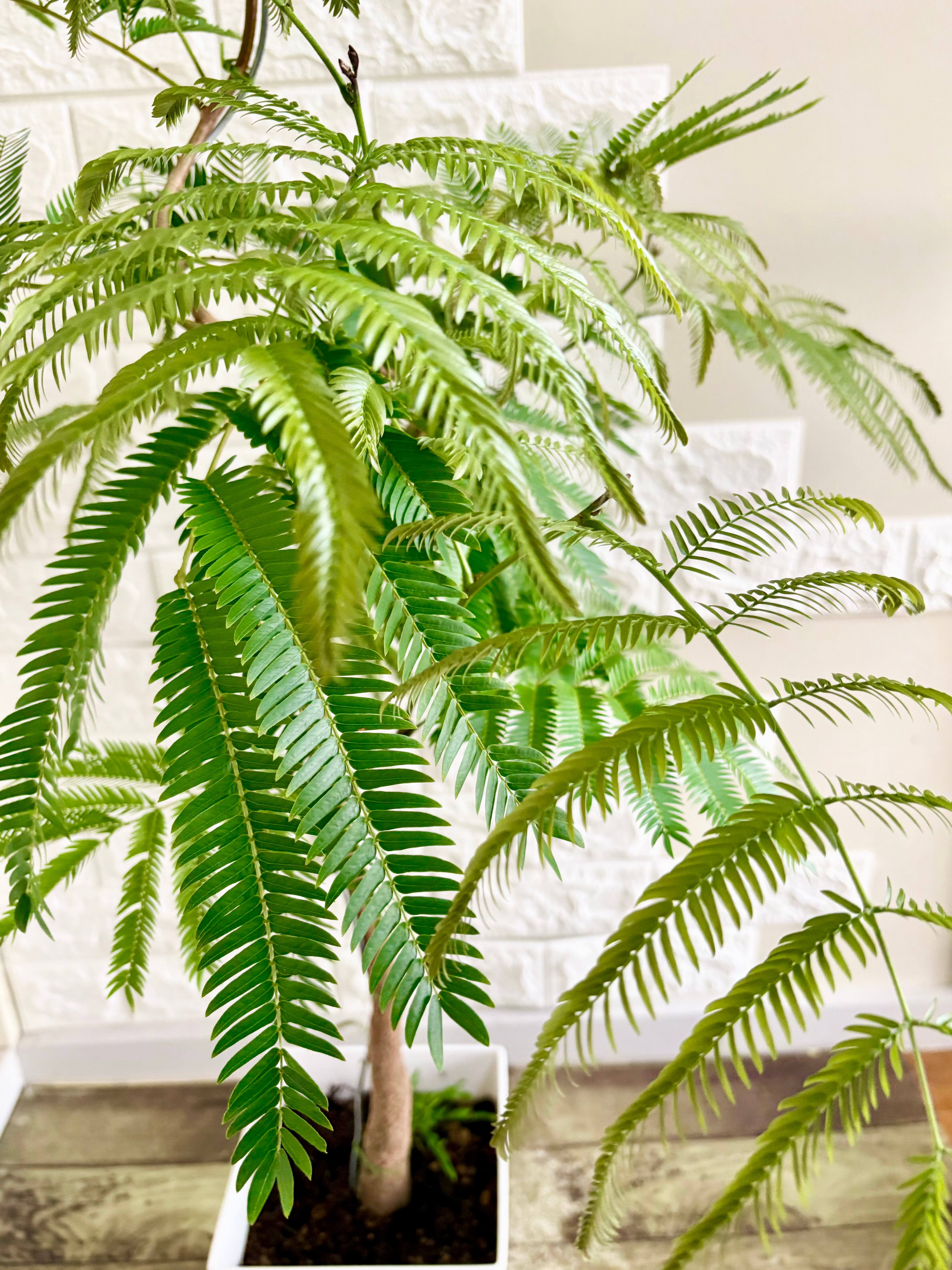 現品】エバーフレッシュ 曲がり樹形 7号鉢 観葉植物 | 観葉植物のお店