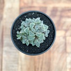 Haworthia ‘Kurozatou’【ハオルチア・黒砂糖】