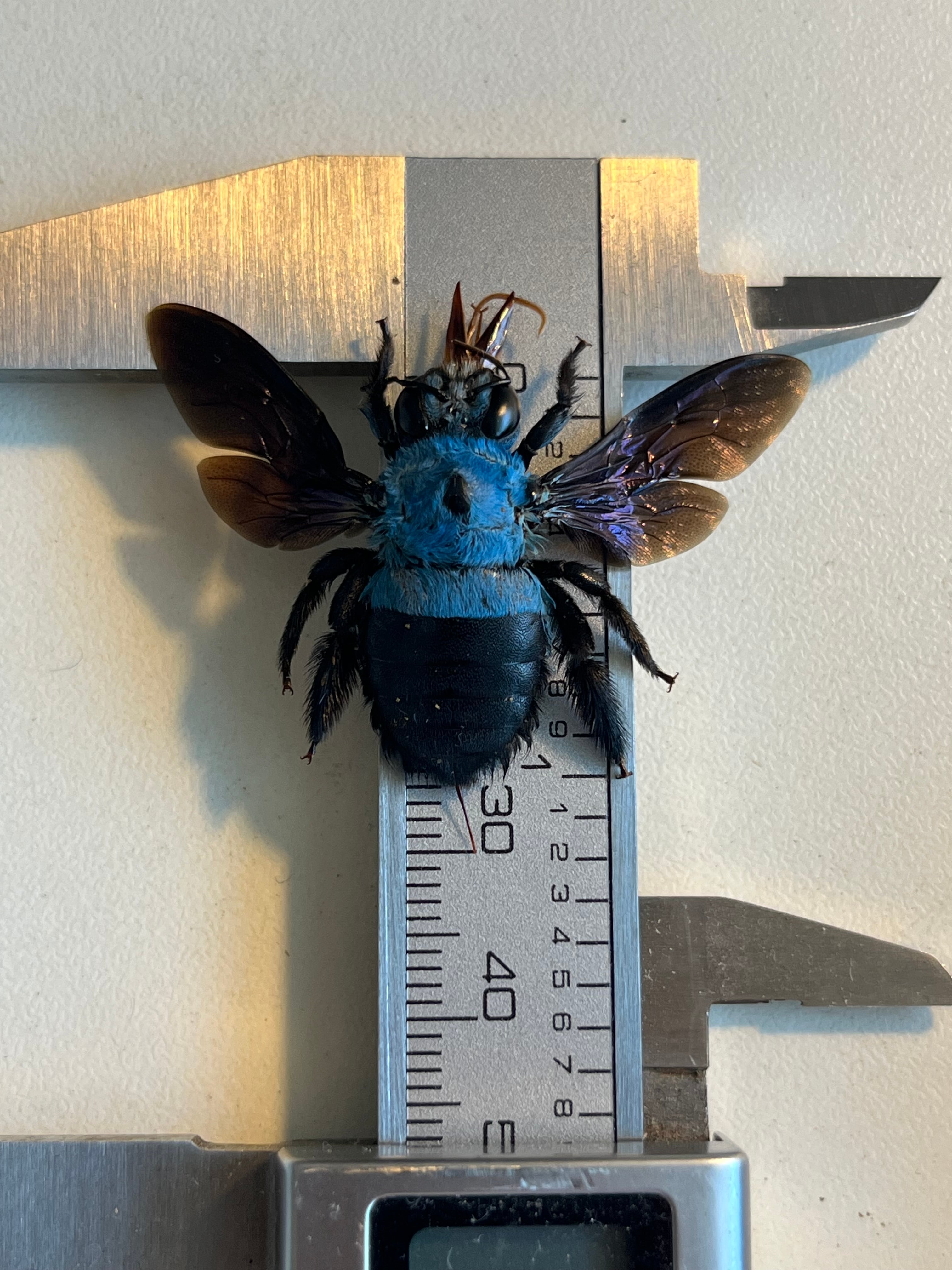 26mm♀】青いクマバチ Xylocopa caerulea タランチュラホーク雀蜂ハチ