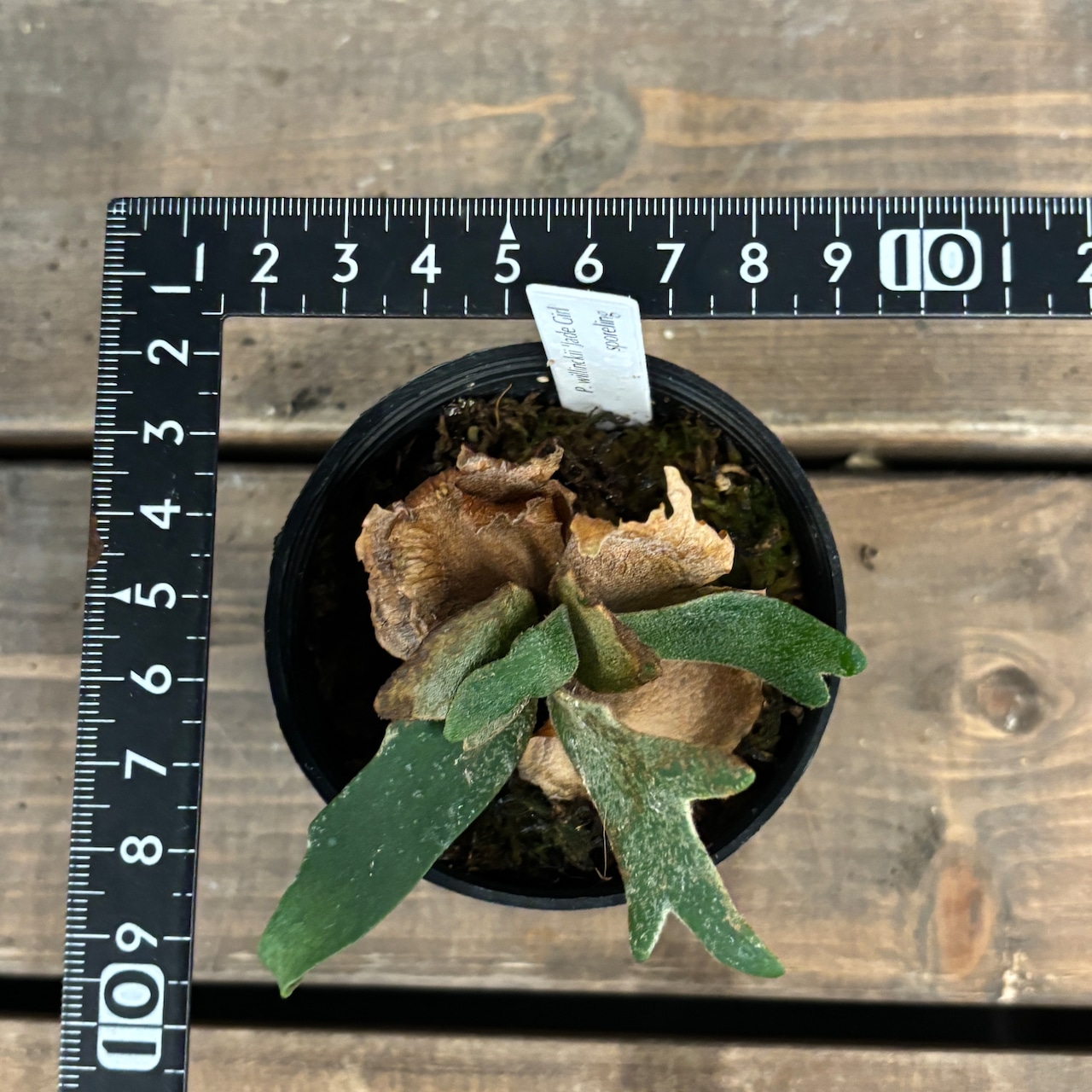 【クリアランス】ビカクシダ ジェイドガール P. willinckii 'Jade Girl' spore【875】