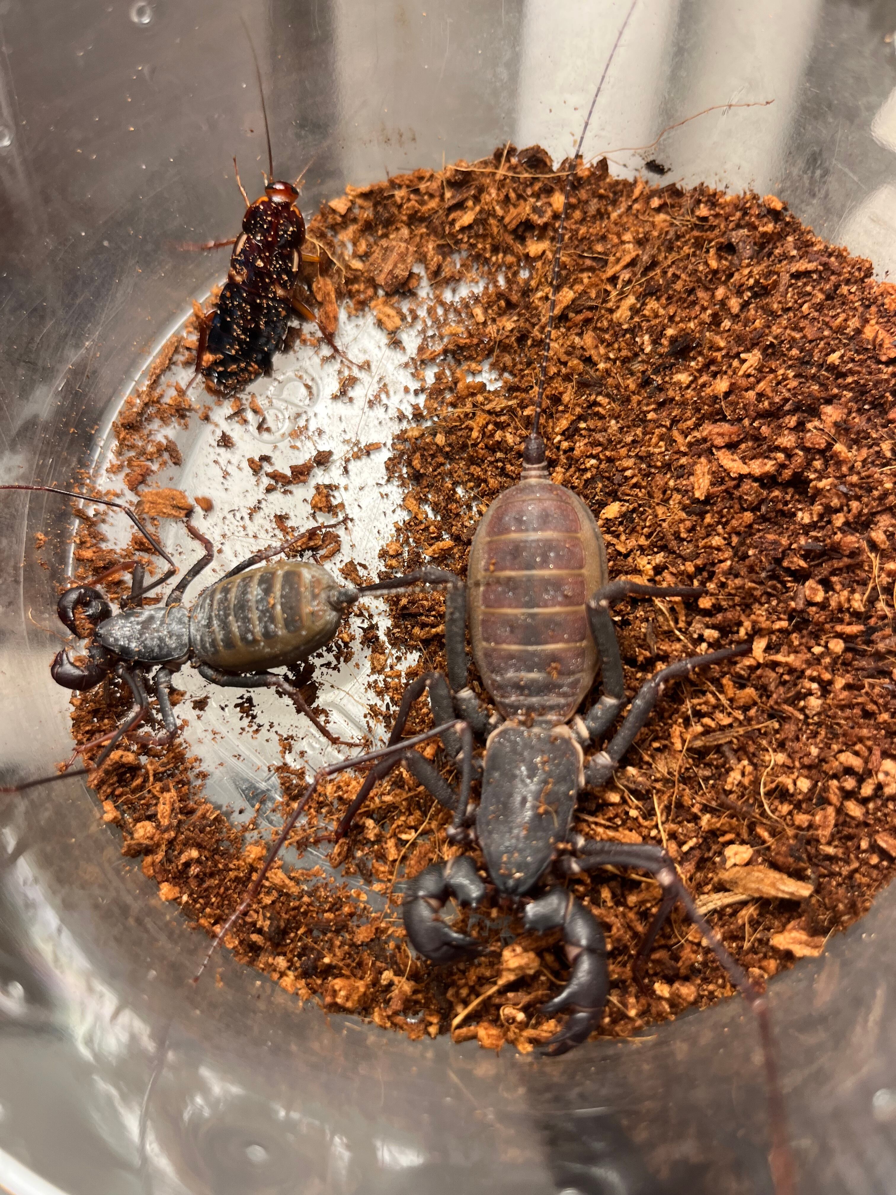 タランチュラ テキサスブラウン♀フルアダルト タランチュラとは -徹底解説- | Terminal Legs