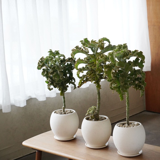 40 Offセール カランコエ ベハレンシス 仙女の舞 白pot Ayanas アヤナス 観葉植物のセレクトショップ 通販 40 Offセール カランコエ ベハレンシス 仙女の舞 白pot Ayanas アヤナス 観葉植物のセレクトショップ 通販