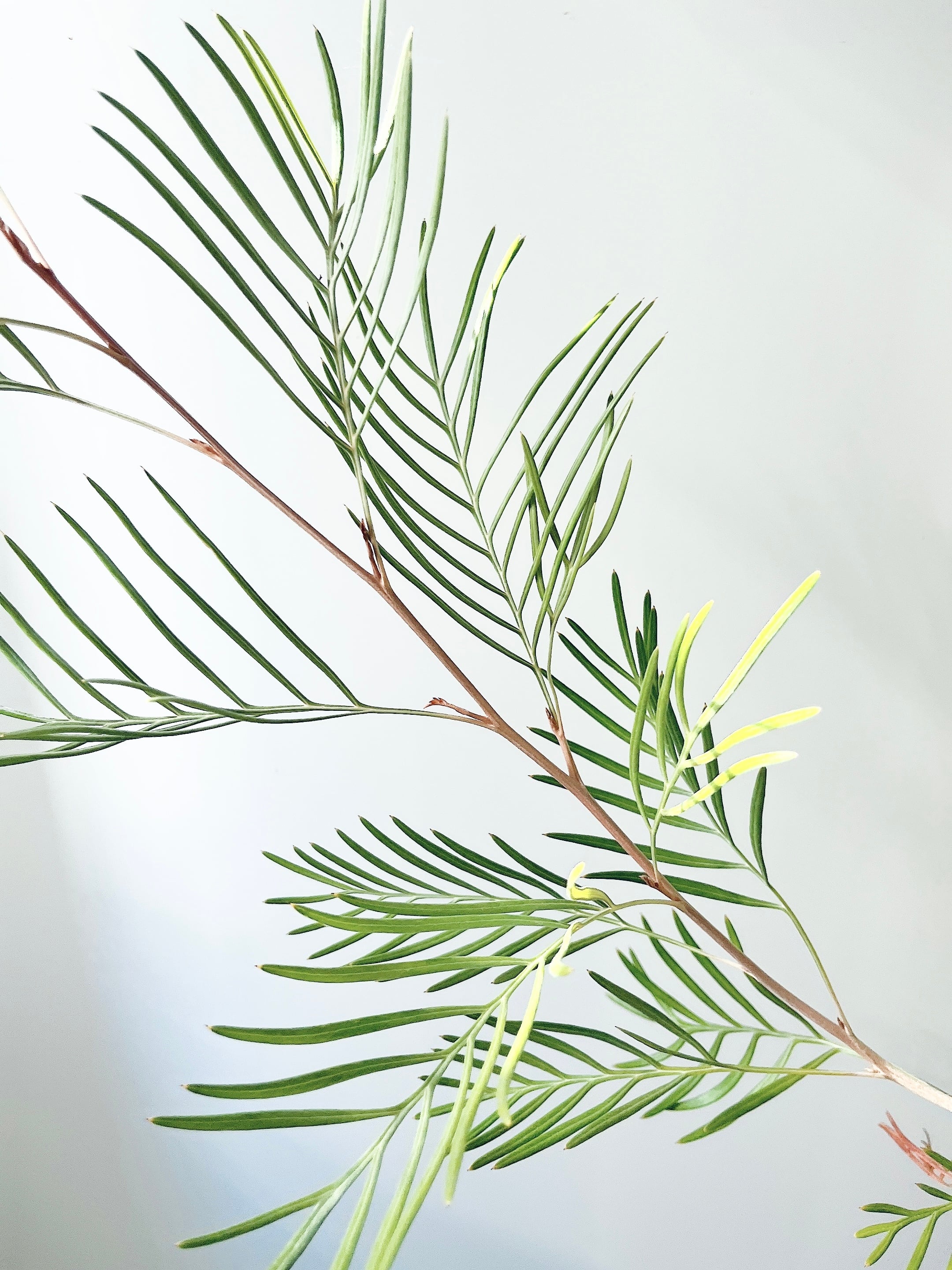 耐寒強 グレビレア カランドラジェム オージープランツ 観葉植物 calm