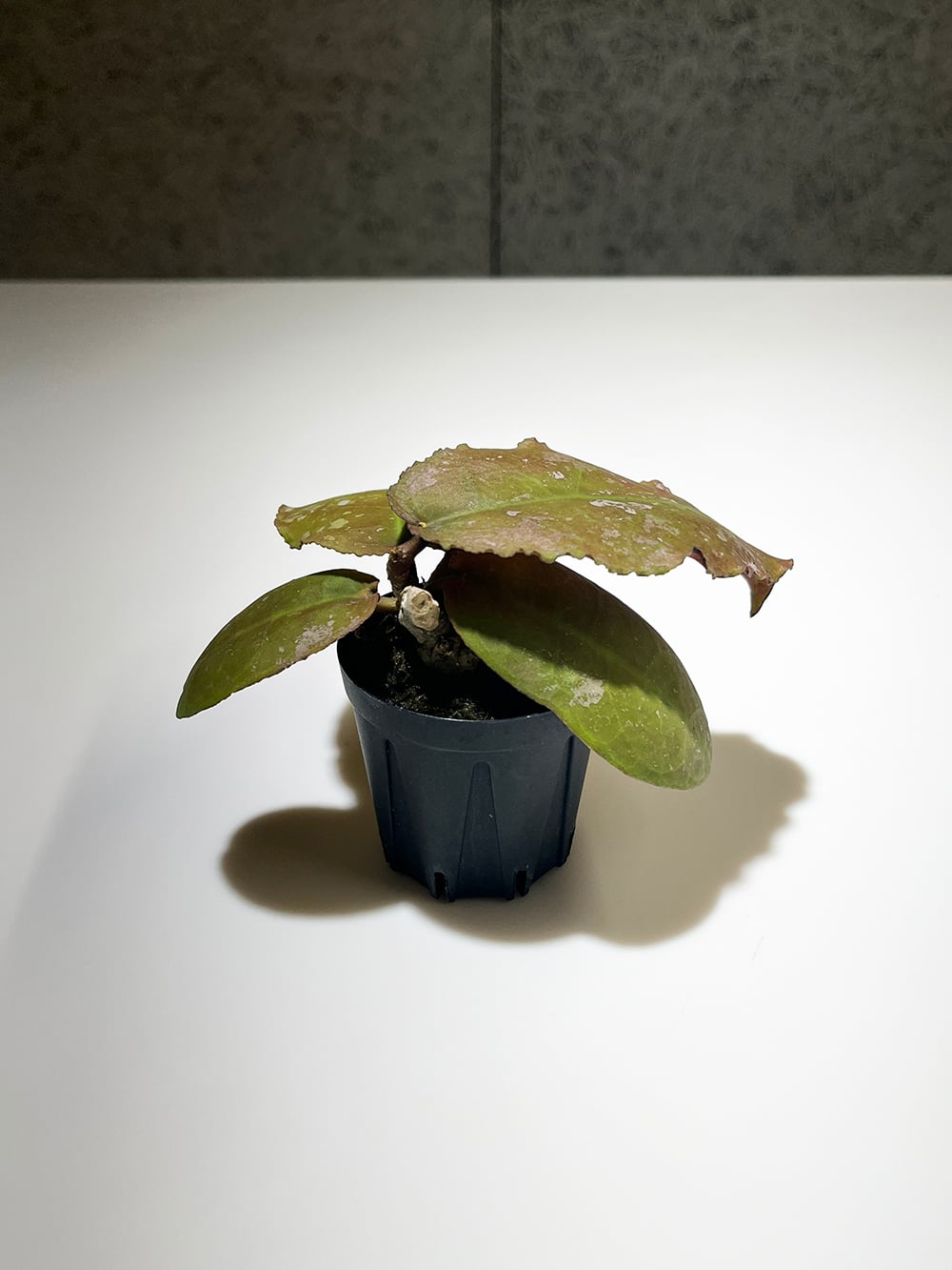 ホヤ ウンデュラータ【Hoya undulata】 | acore Inc.