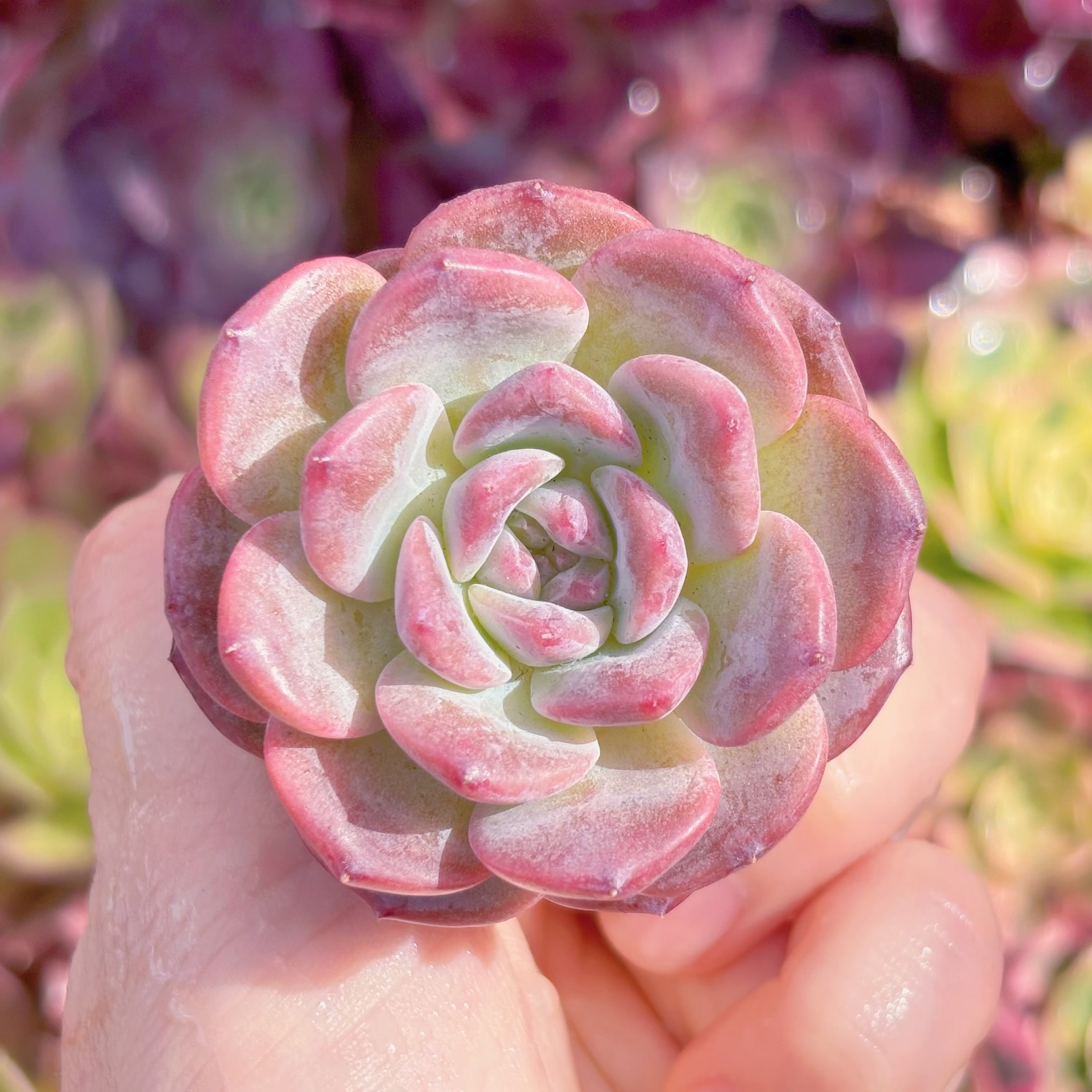 多肉植物　ピンクアンバー　新入荷　るる農園