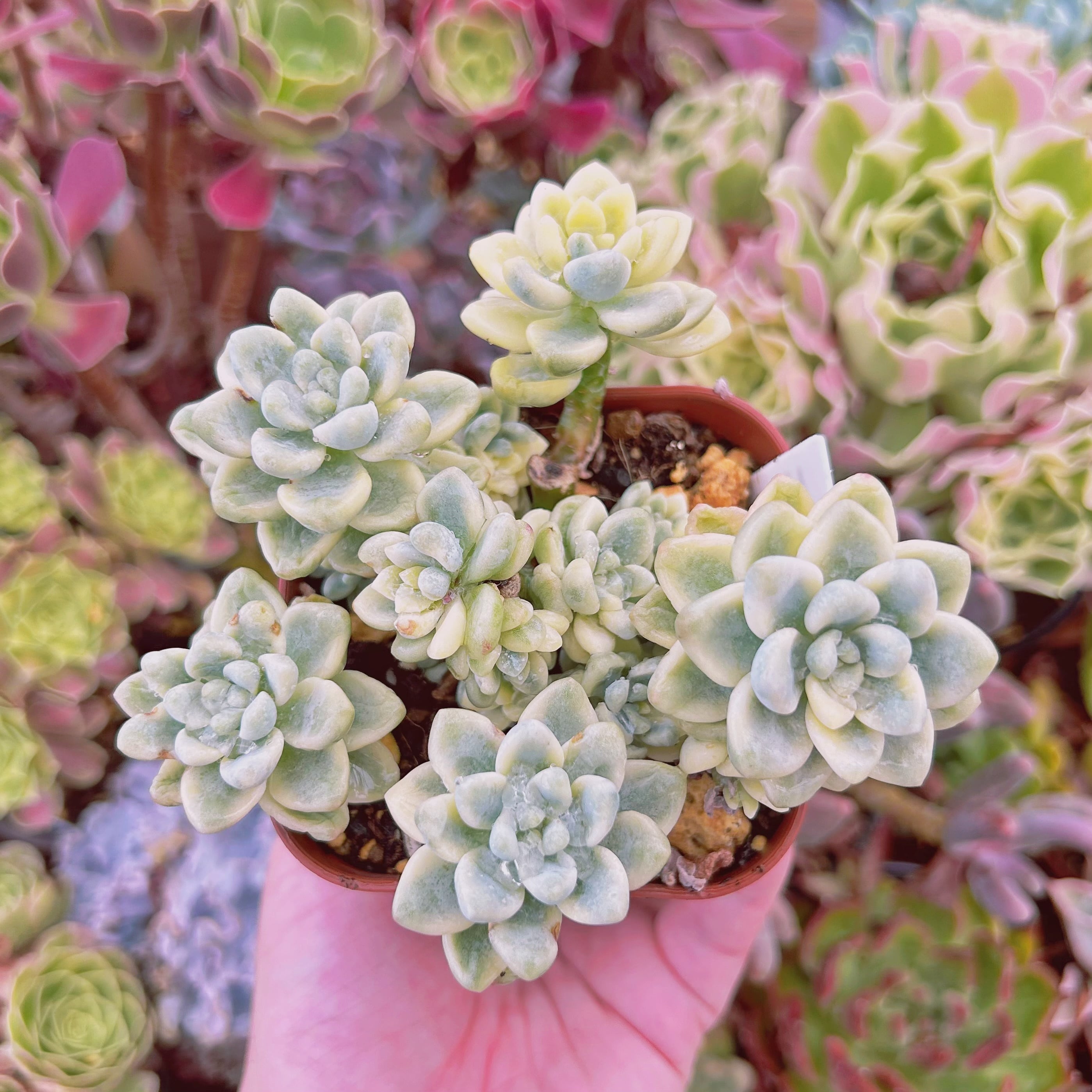 624現物 多肉植物 ラウル錦 特大 | るる農園~多肉植物専門