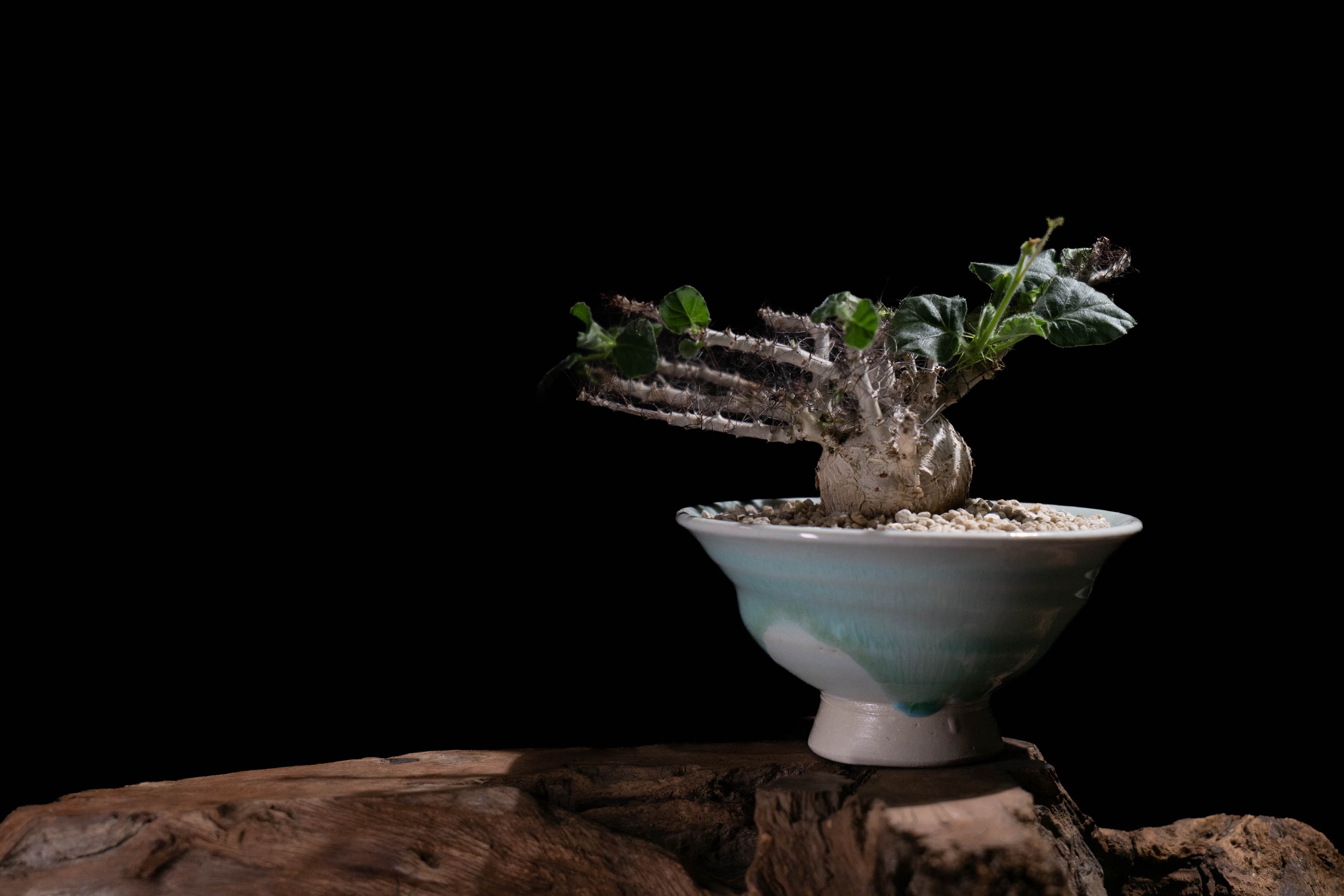 オトンナユーフォルビオイデス　現地球　発根済み Othonna euphorbioides オトンナ ユーフォルビオイデス 発根済