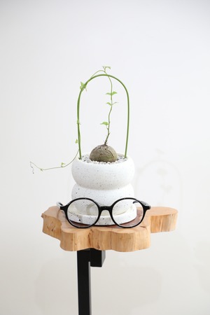 【S】亀甲竜/Dioscorea elephantipes　※陶器鉢付き