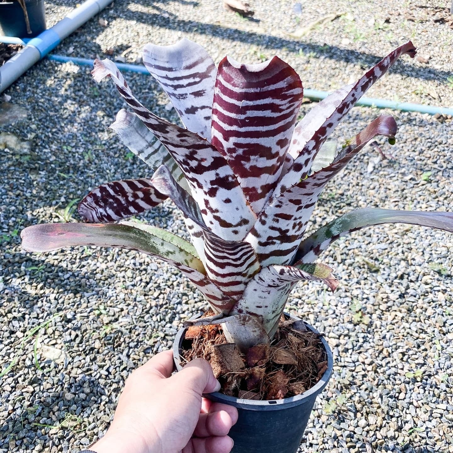 Aechmea chantinii Black Ice【artPLANTs】エクメア/ブラックアイス 