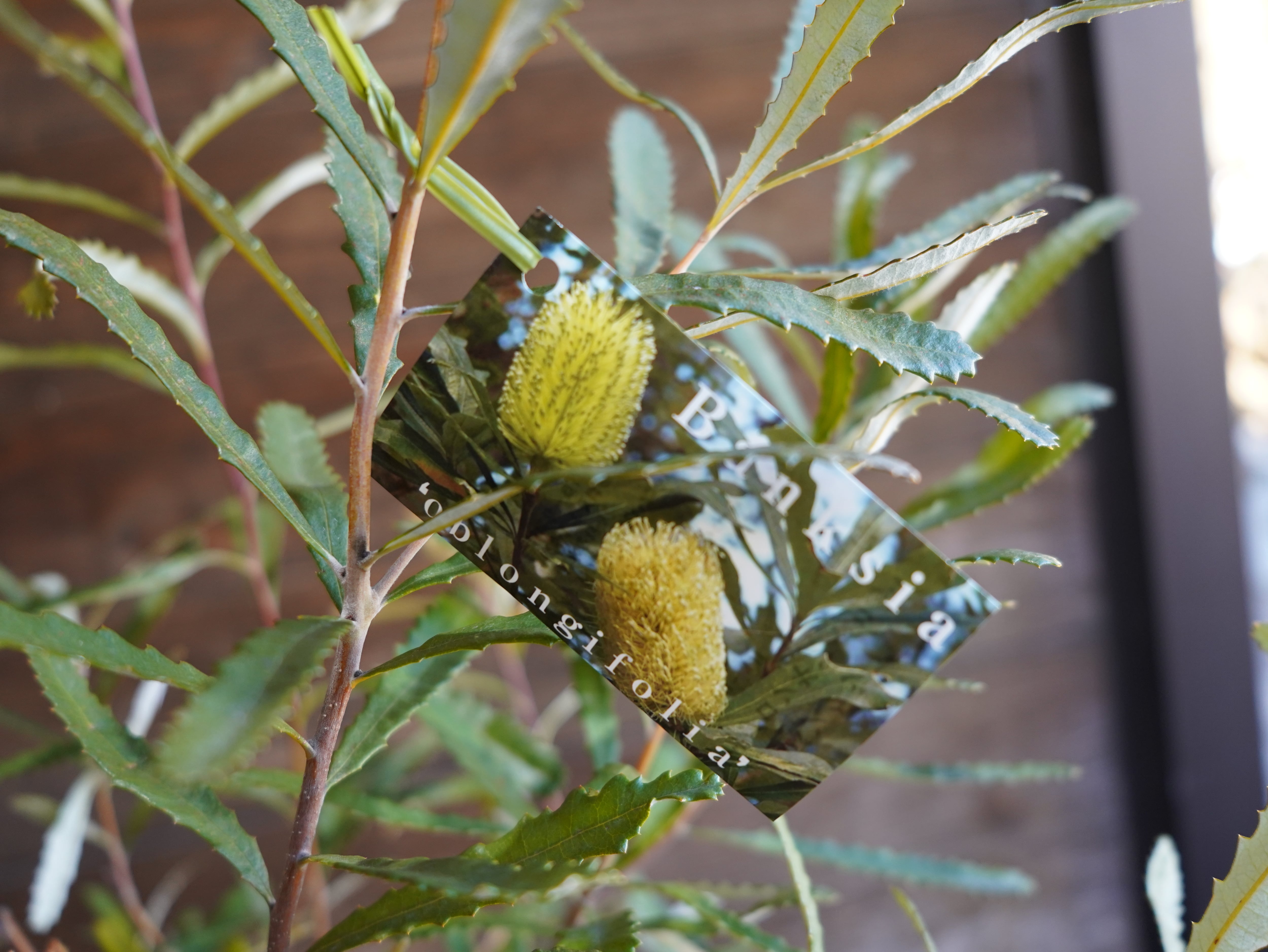 【現物】バンクシア　”オブロンギフォリア”　A