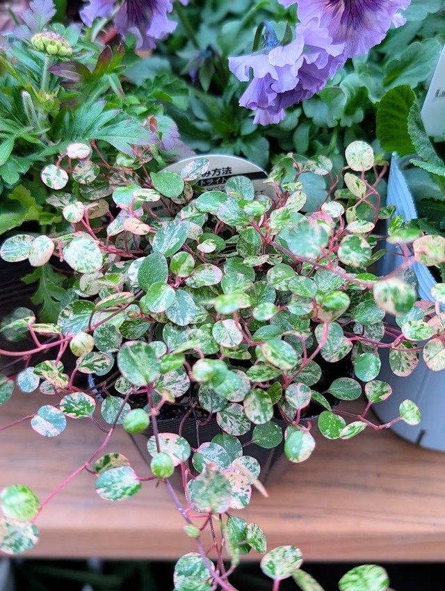 ブルー系 春の花苗セット【大／11苗入り】