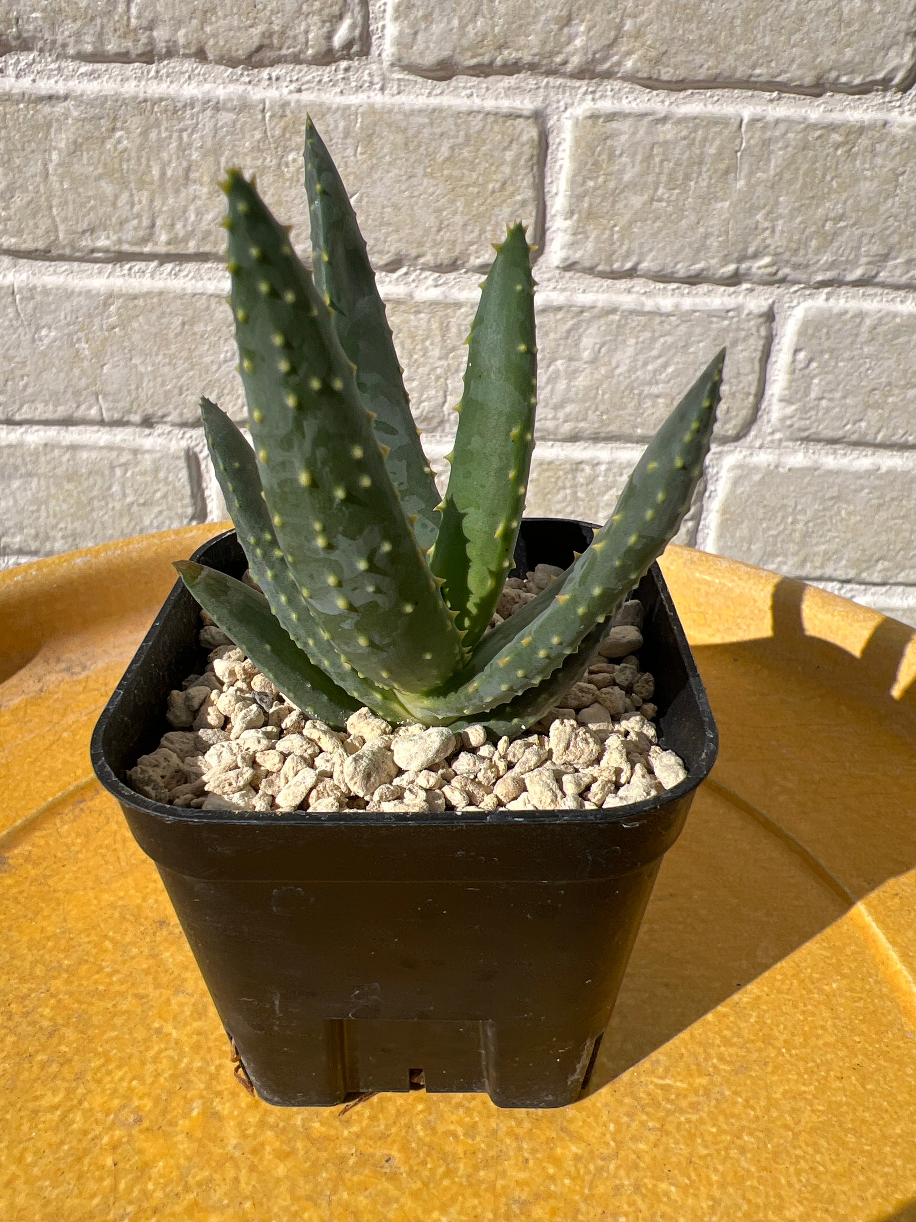 Aloe dichotoma 'Namakwa' Quiver Tree No.2 【ｱﾛｴ・ﾃﾞｨｺﾄﾏ・ﾅﾏｸﾜ実生