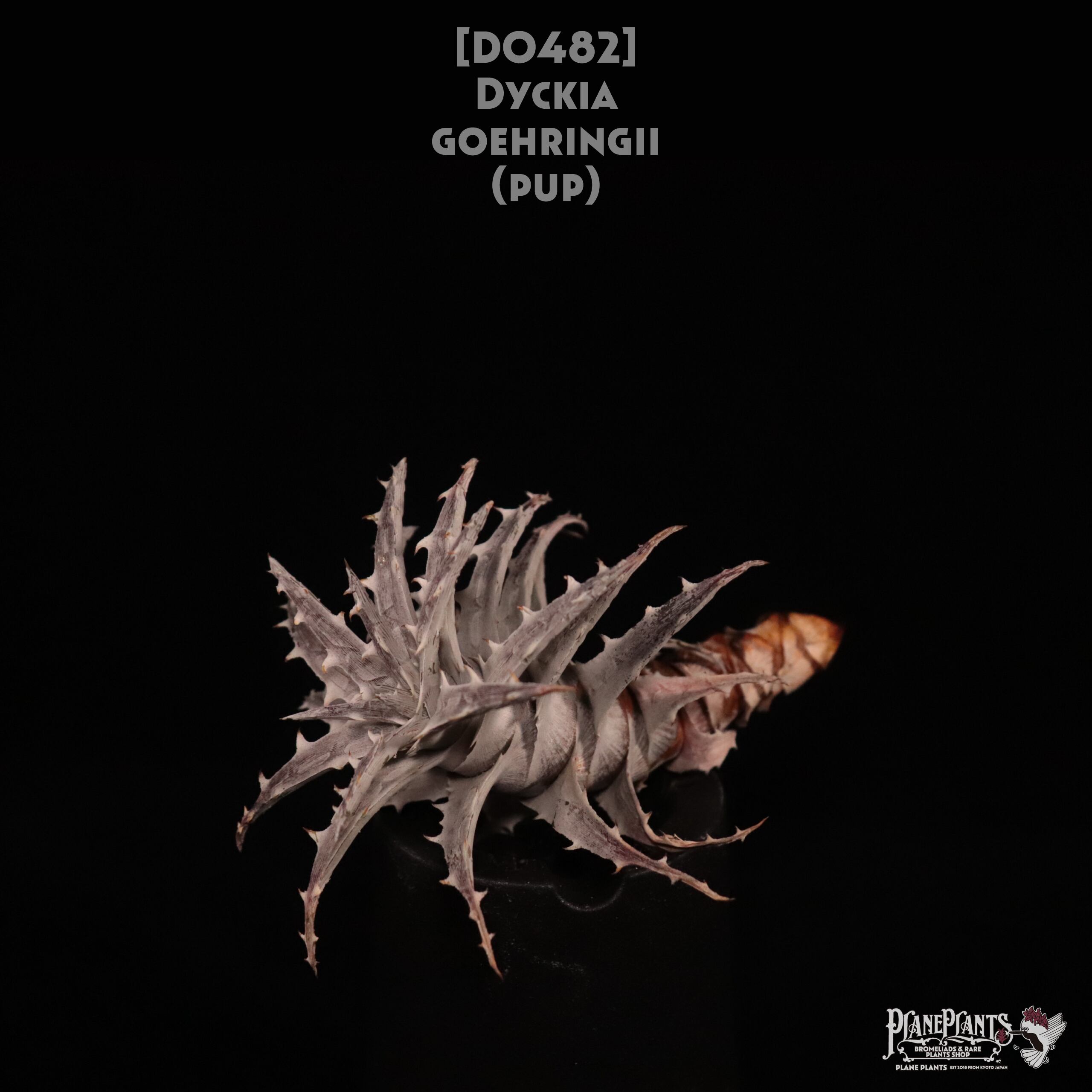 ブロメリア・エアープランツ Dyckia Golden Finger Dyckia