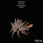 【送料無料】Dyckia goehringii (PUP)〔ディッキア〕現品発送D0482