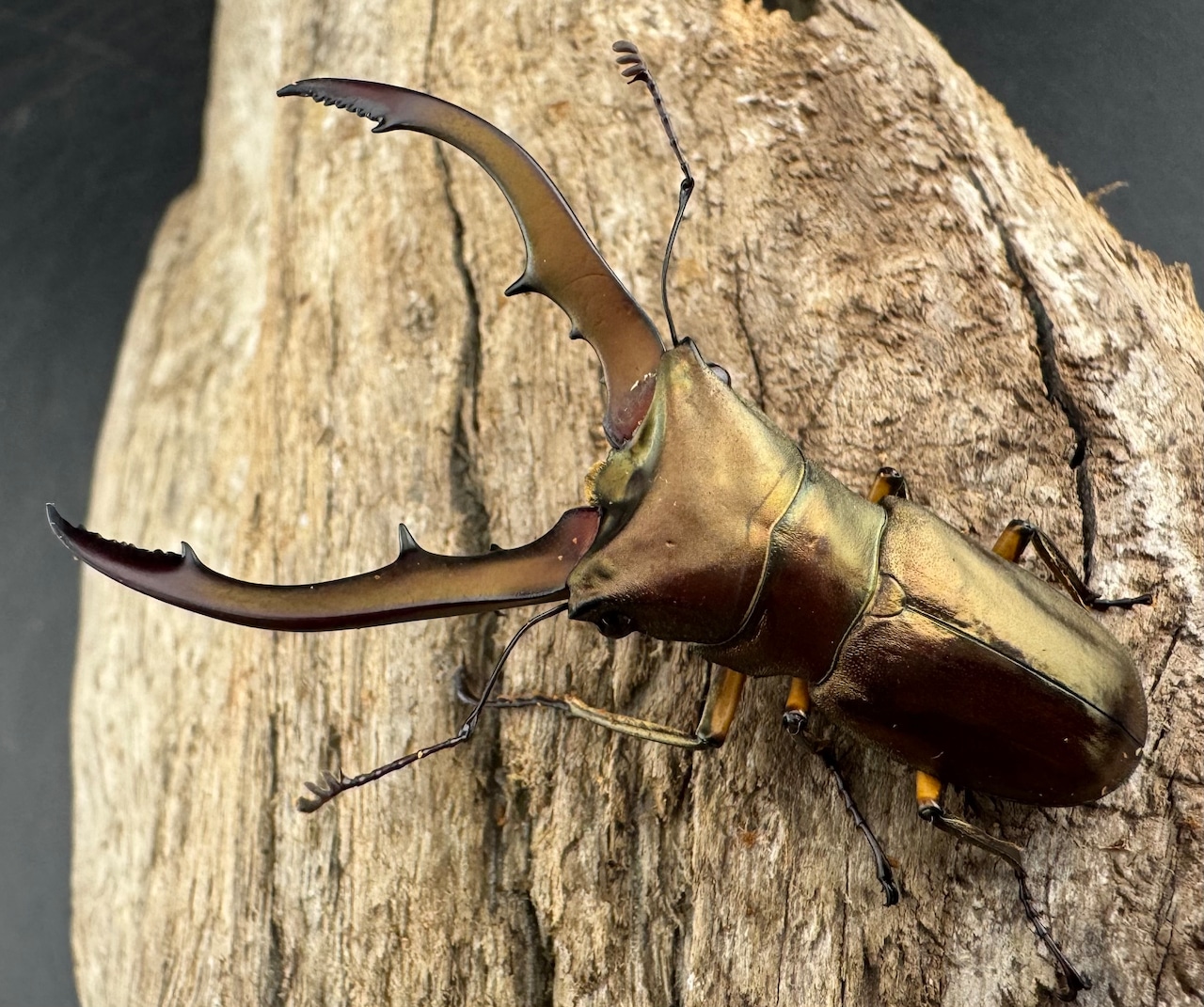 【WD】《メタリフェルホソアカ亜種アエノミカンス 52.5mm ペア》