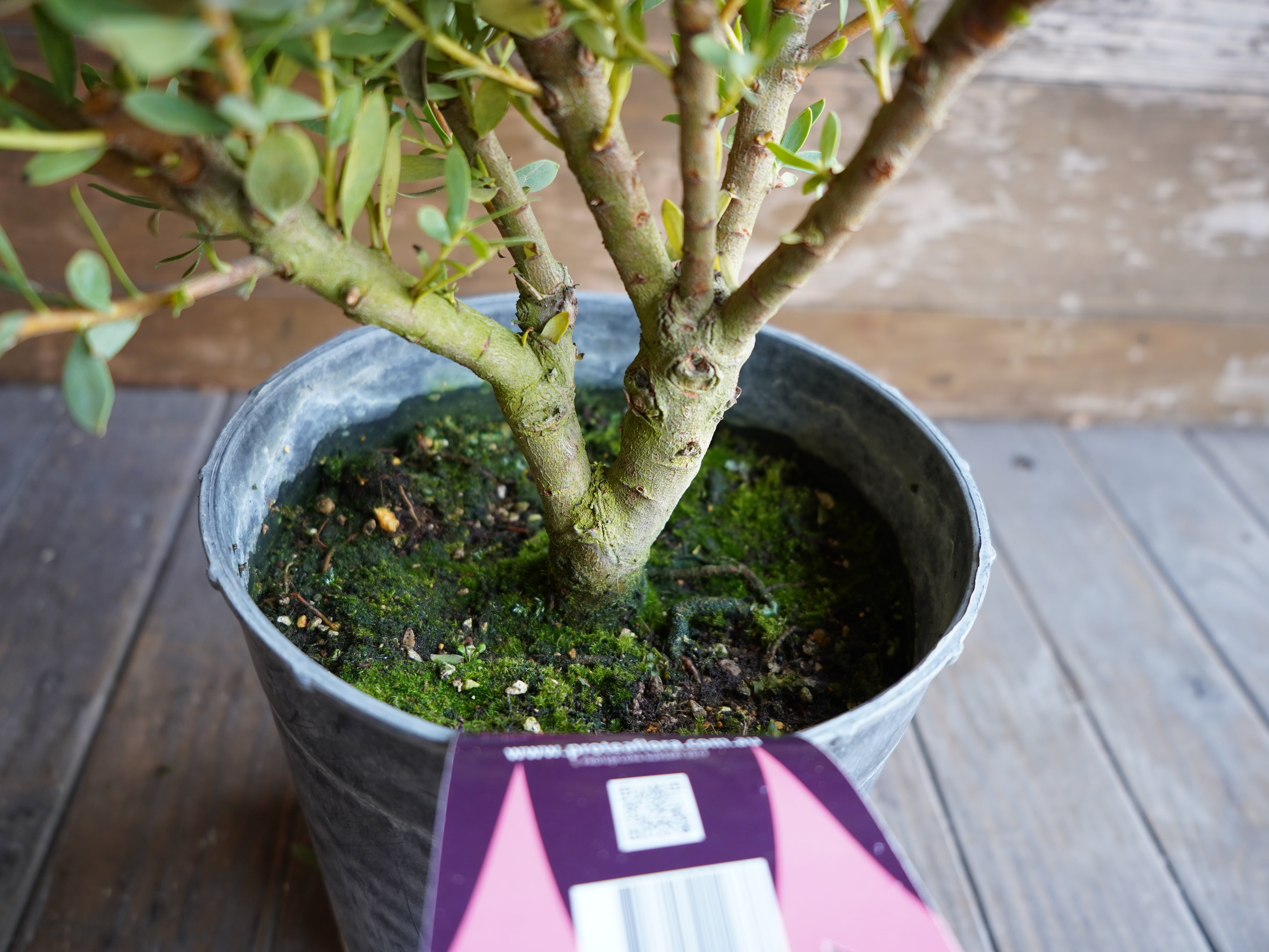 【現物】リューカデンドロン　”summer frame”　大株