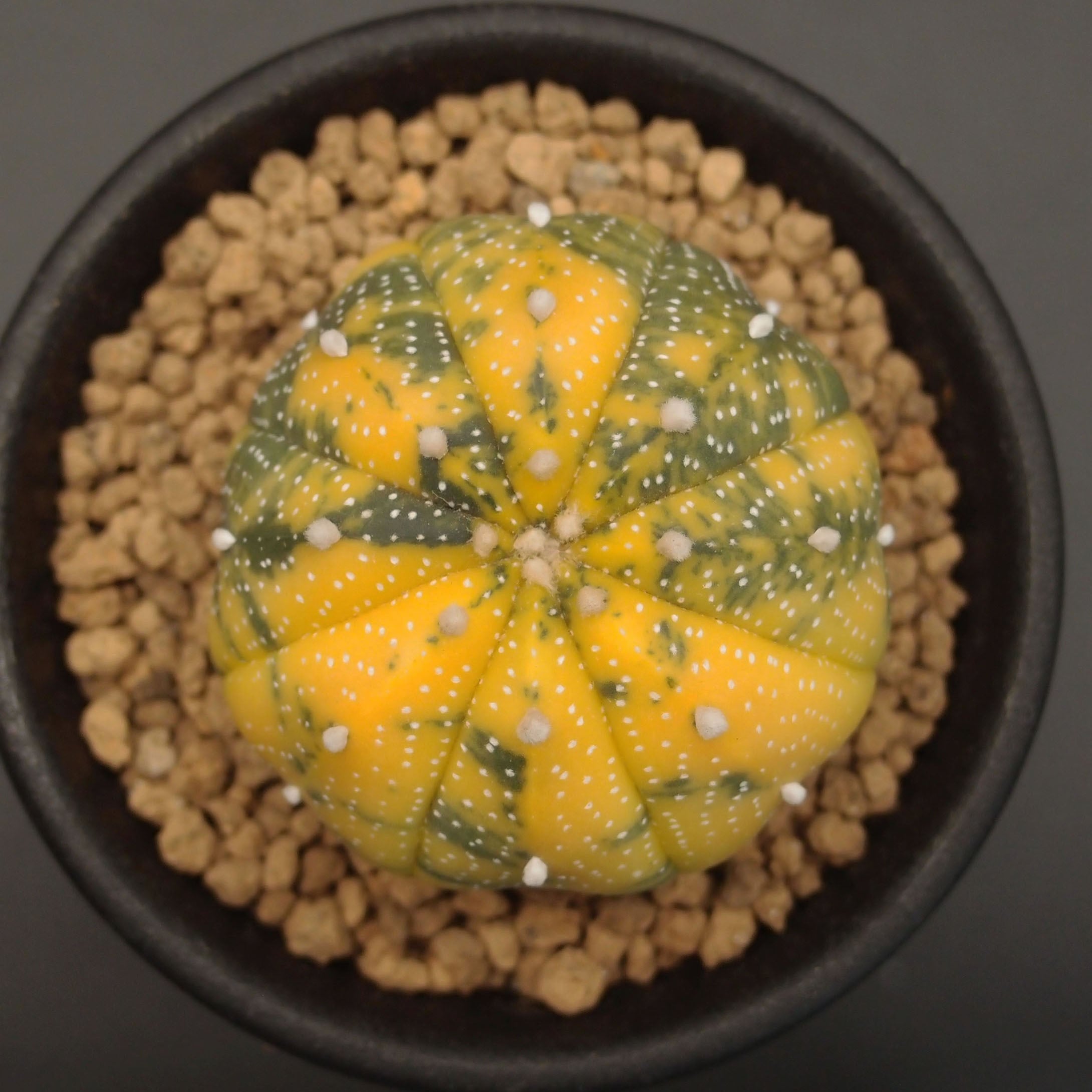 瑠璃兜錦、兜丸錦 | 万緑 BAN RYOKU