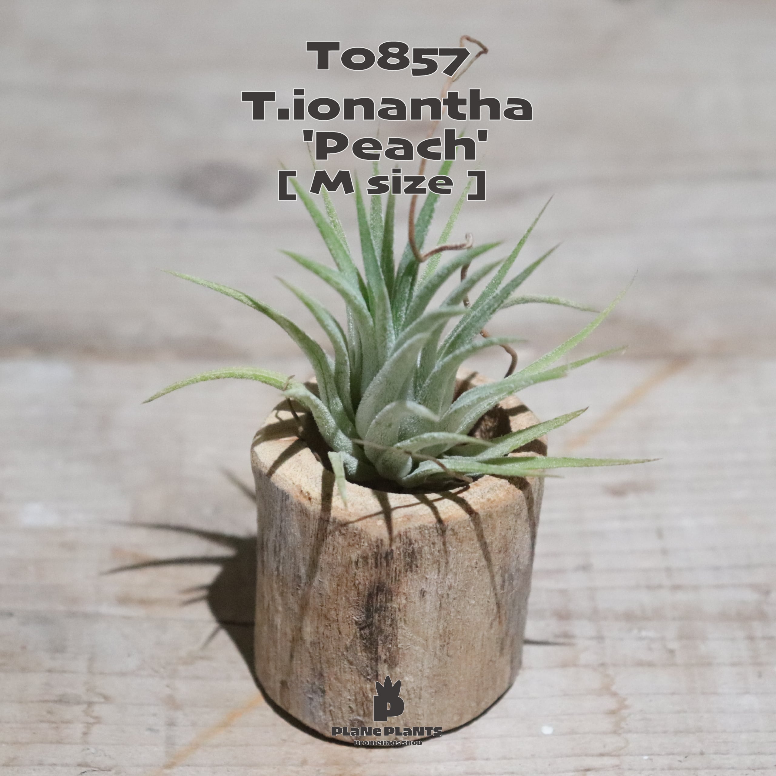 【送料無料】イオナンタ ピーチ〔エアプランツ〕現品発送T0857