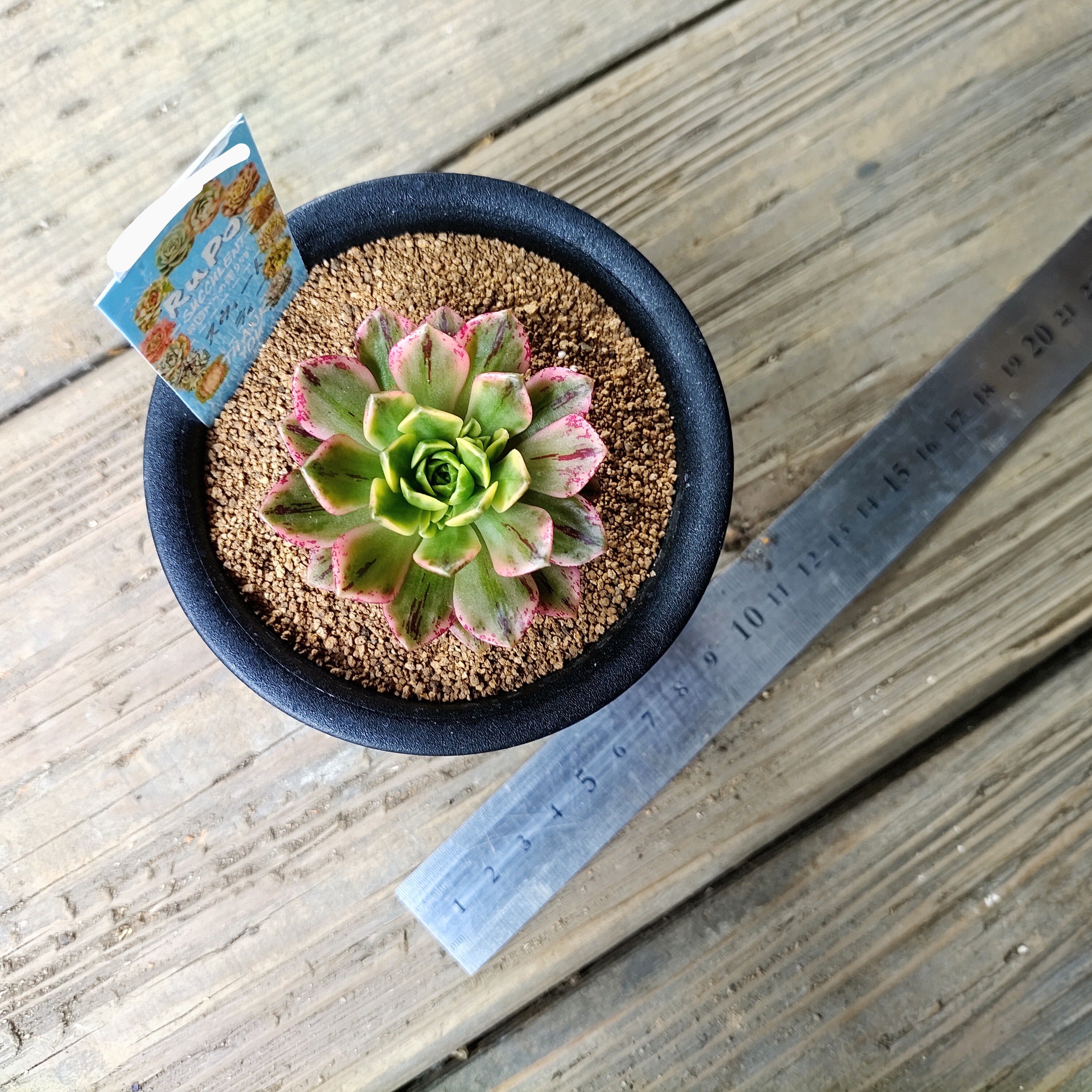 スウィートティー(アエオニウム) | RuPo 多肉植物専門店