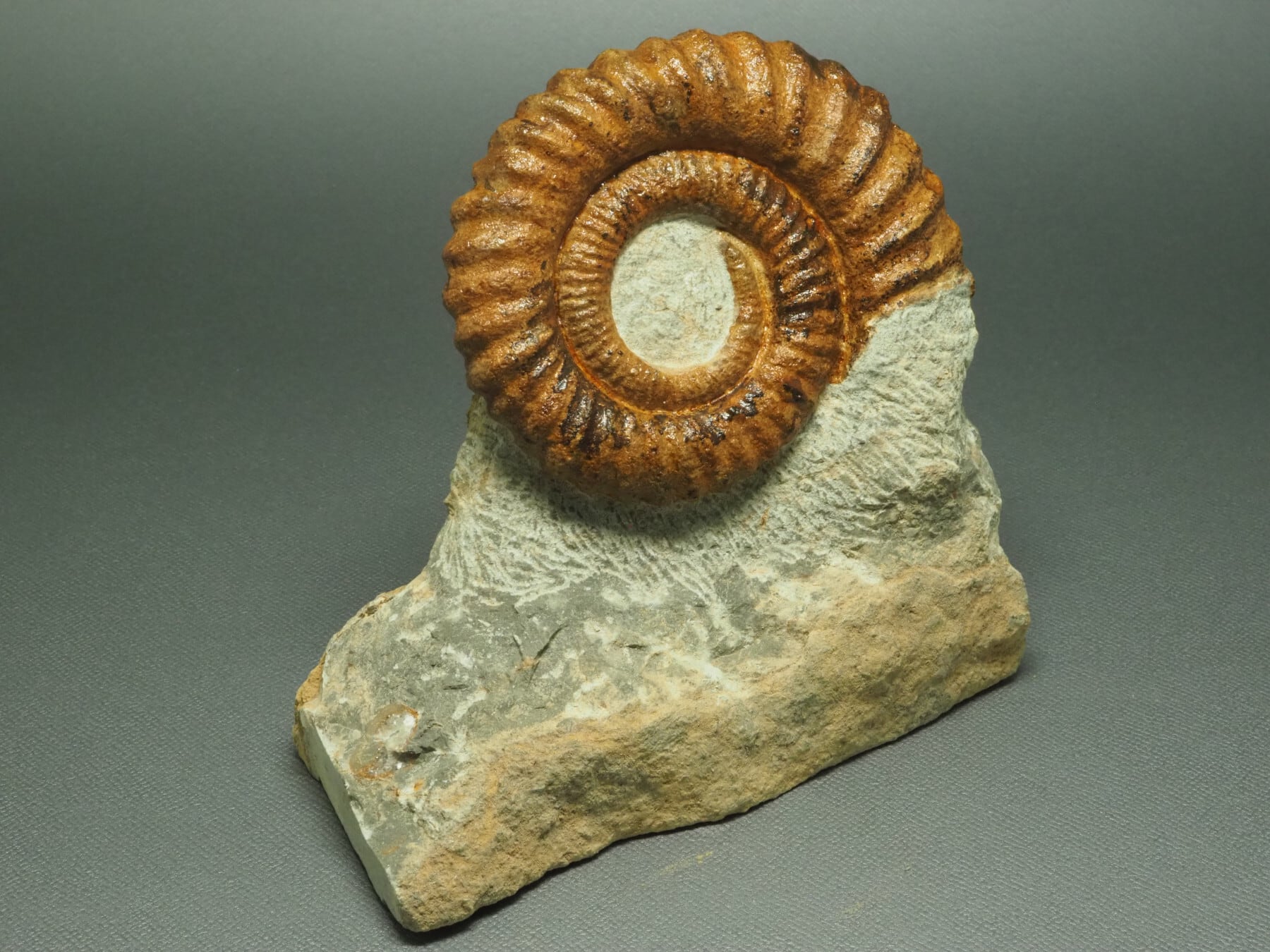 アンモナイト化石 アンモナイトの化石【 Anetoceras sp. 】【786g】モロッコ王