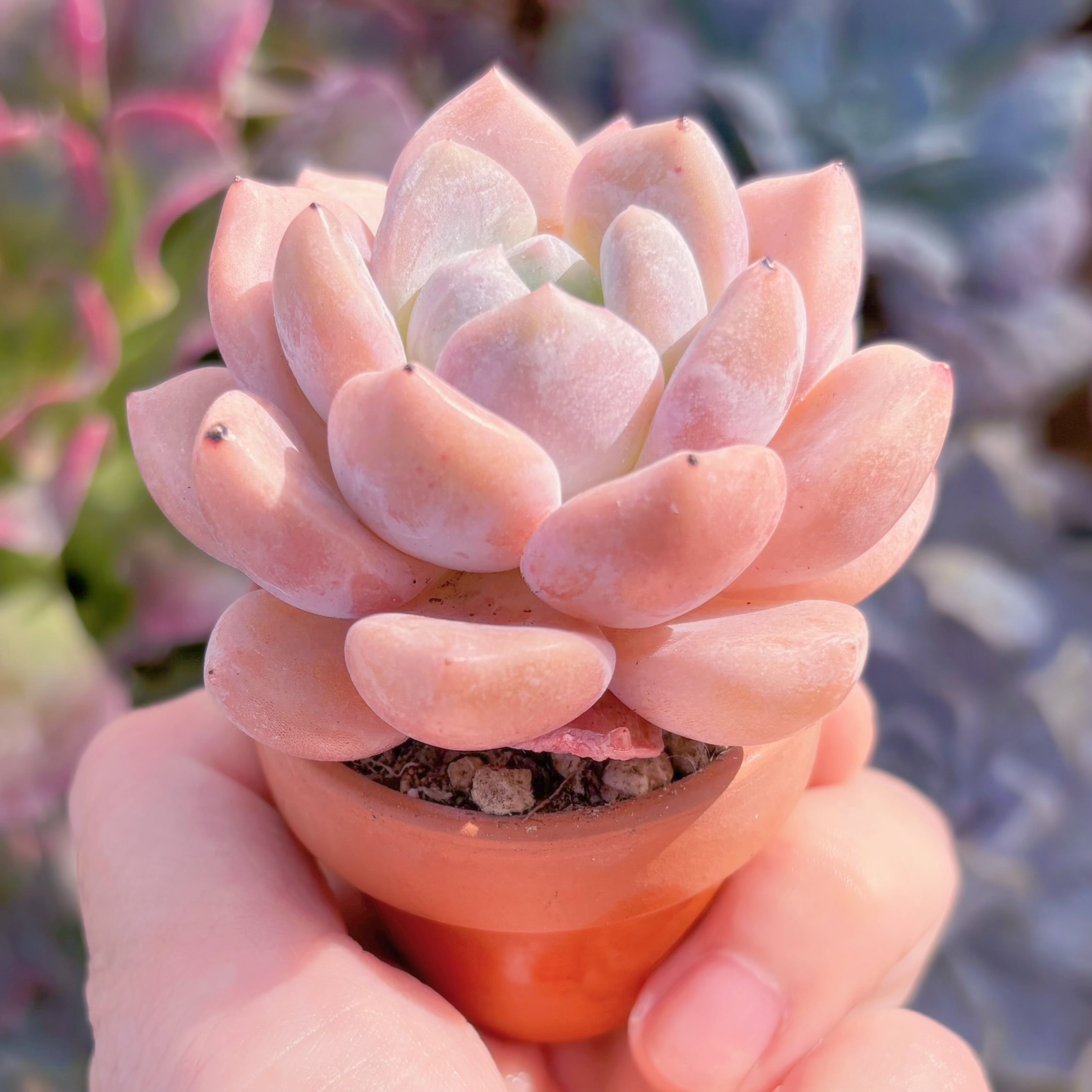 多肉植物 チュベローズ 新入荷 るる農園 | るる農園~多肉植物専門