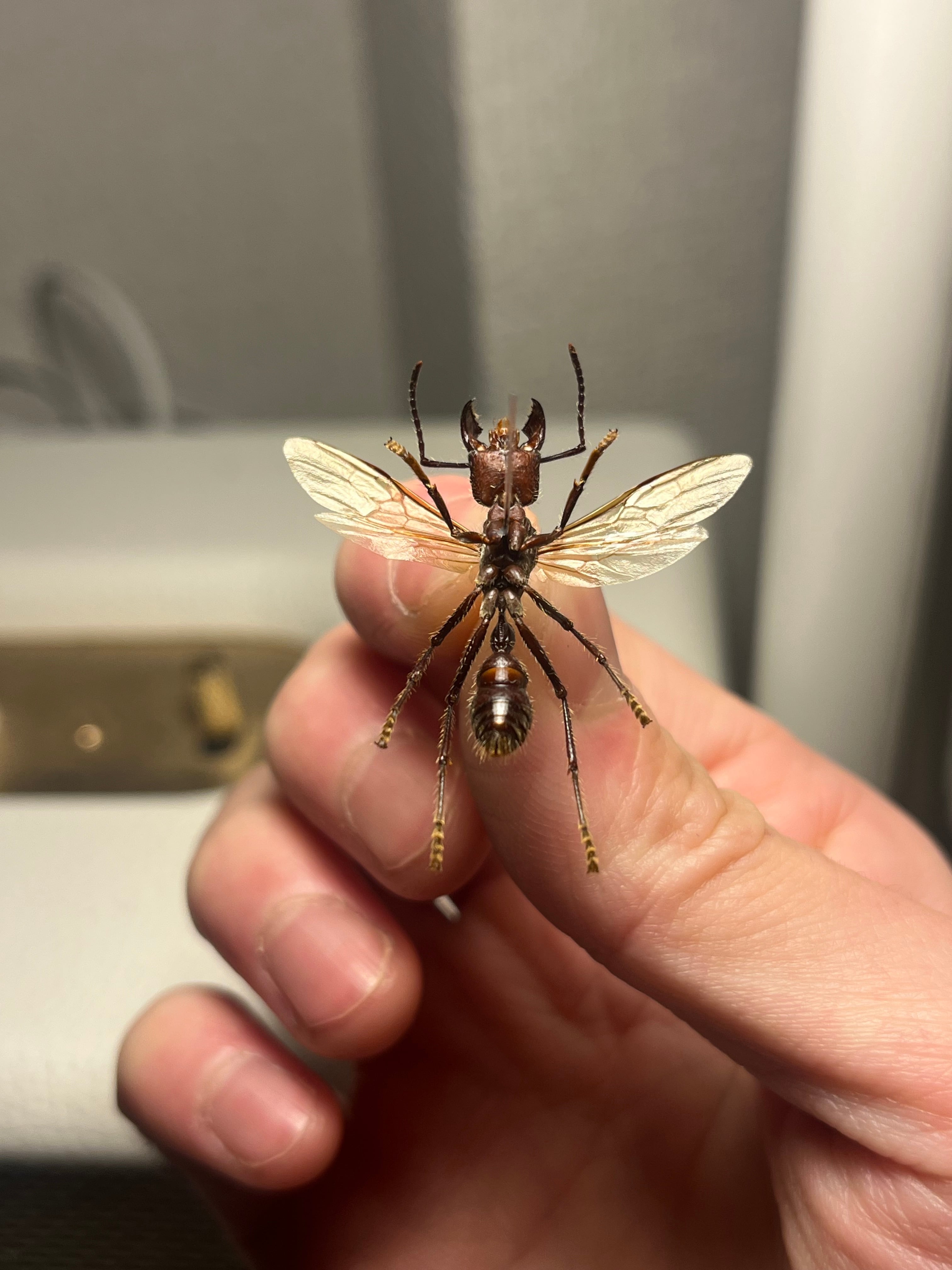 24mm】パラポネラ アシナガアリ 標本いきもの大図鑑 蟻 クロオオアリ