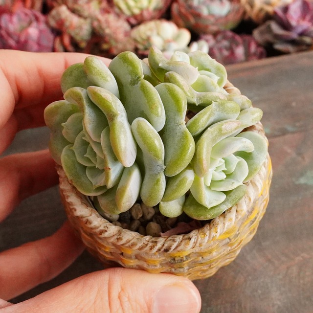 【ハートエンジェル 1】韓国多肉　かわいい　おすすめ