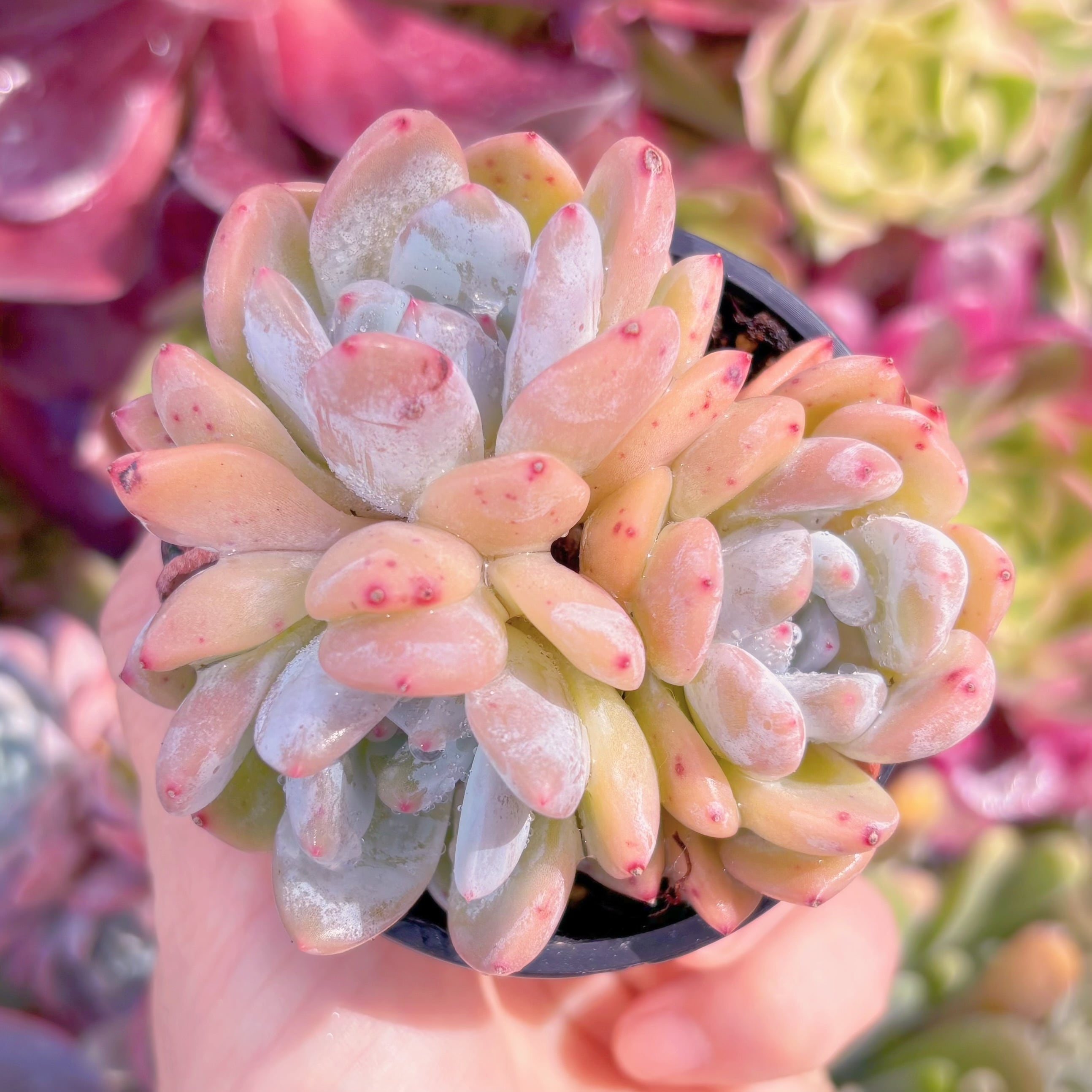 現品　ラウイx冷香#C10　群生　るる農園