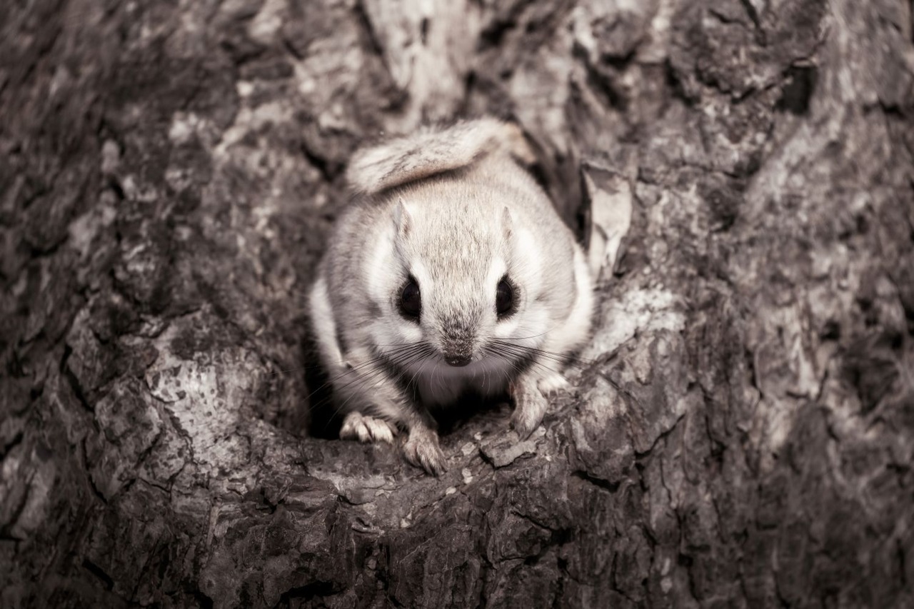 【KOKO Photo artwork】樹上の可憐／Cute animals living in trees